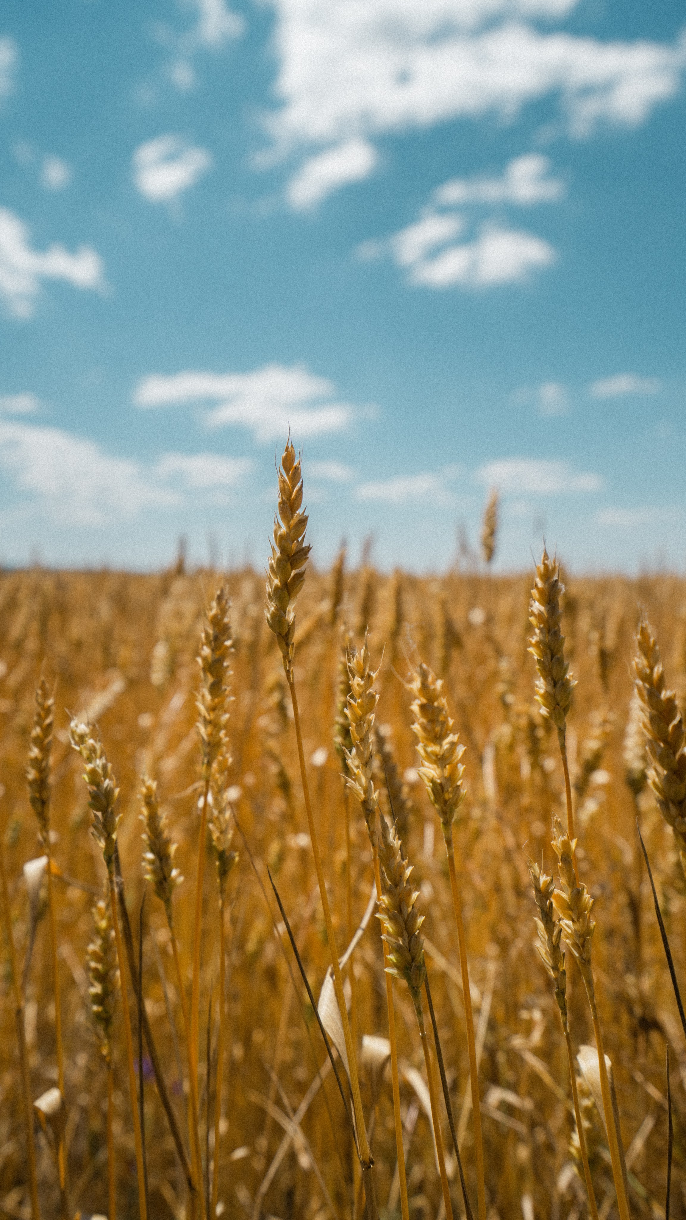 Белгород. Фотограф Алиса Аспер