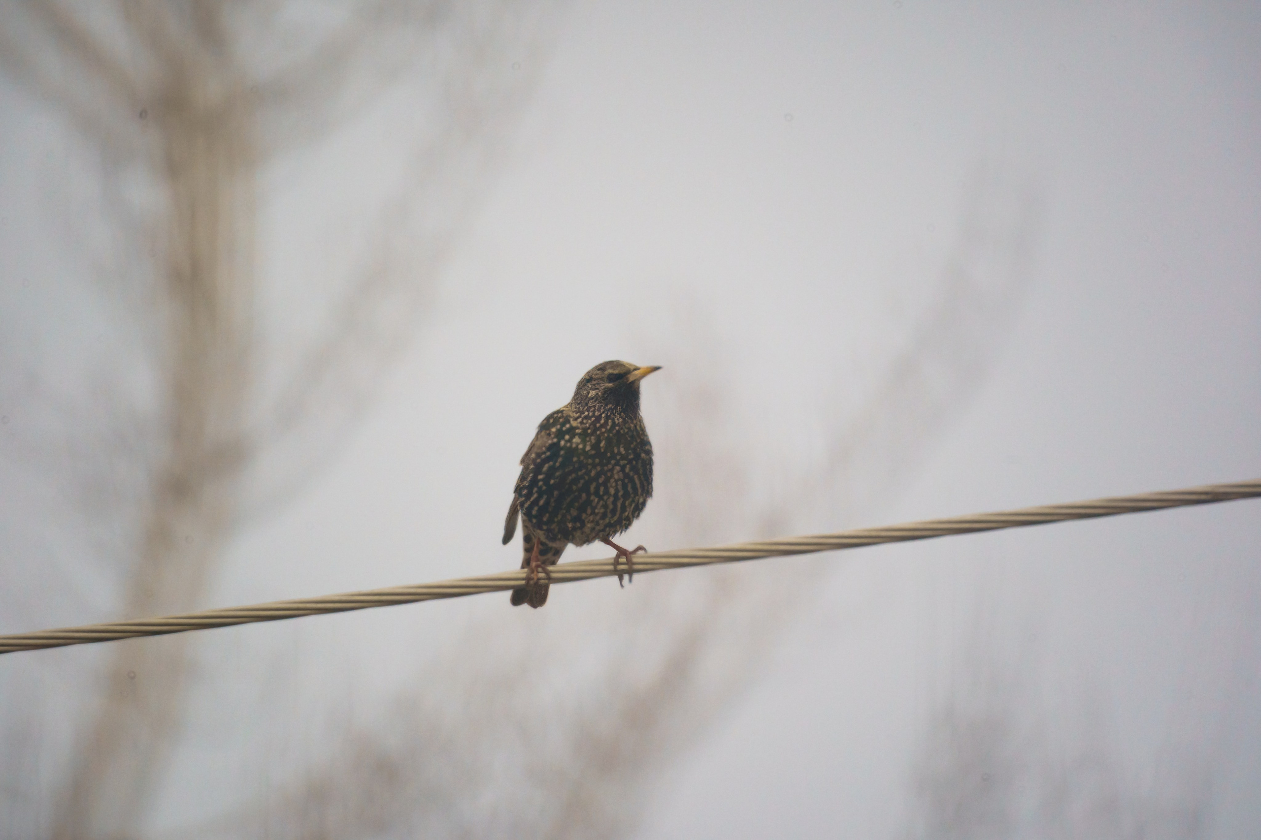 Animals — Животные