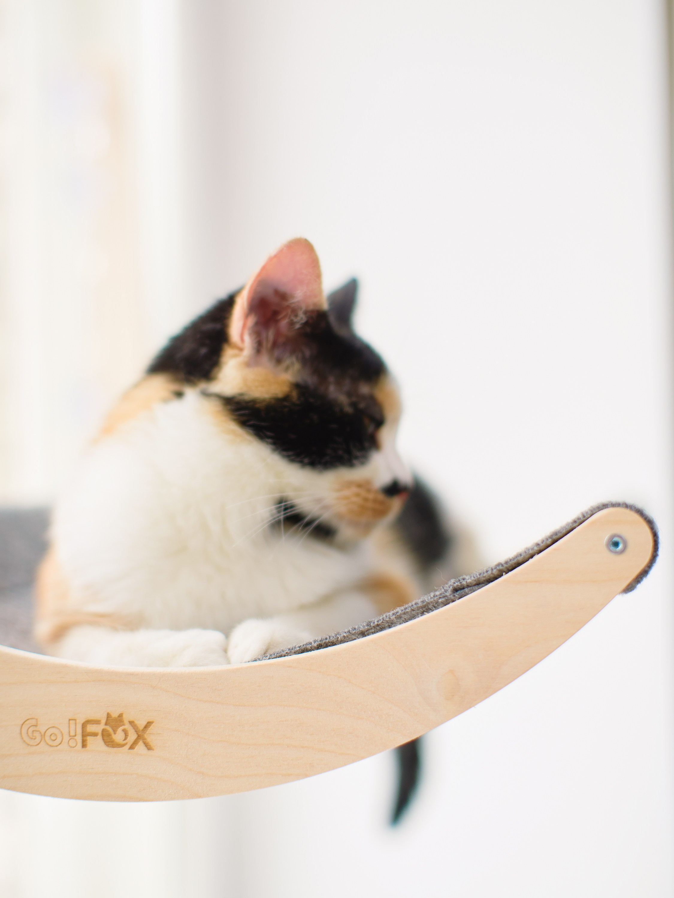 Товары для животных. Предметный фотограф, инфографика и видео в Санкт-Петербурге