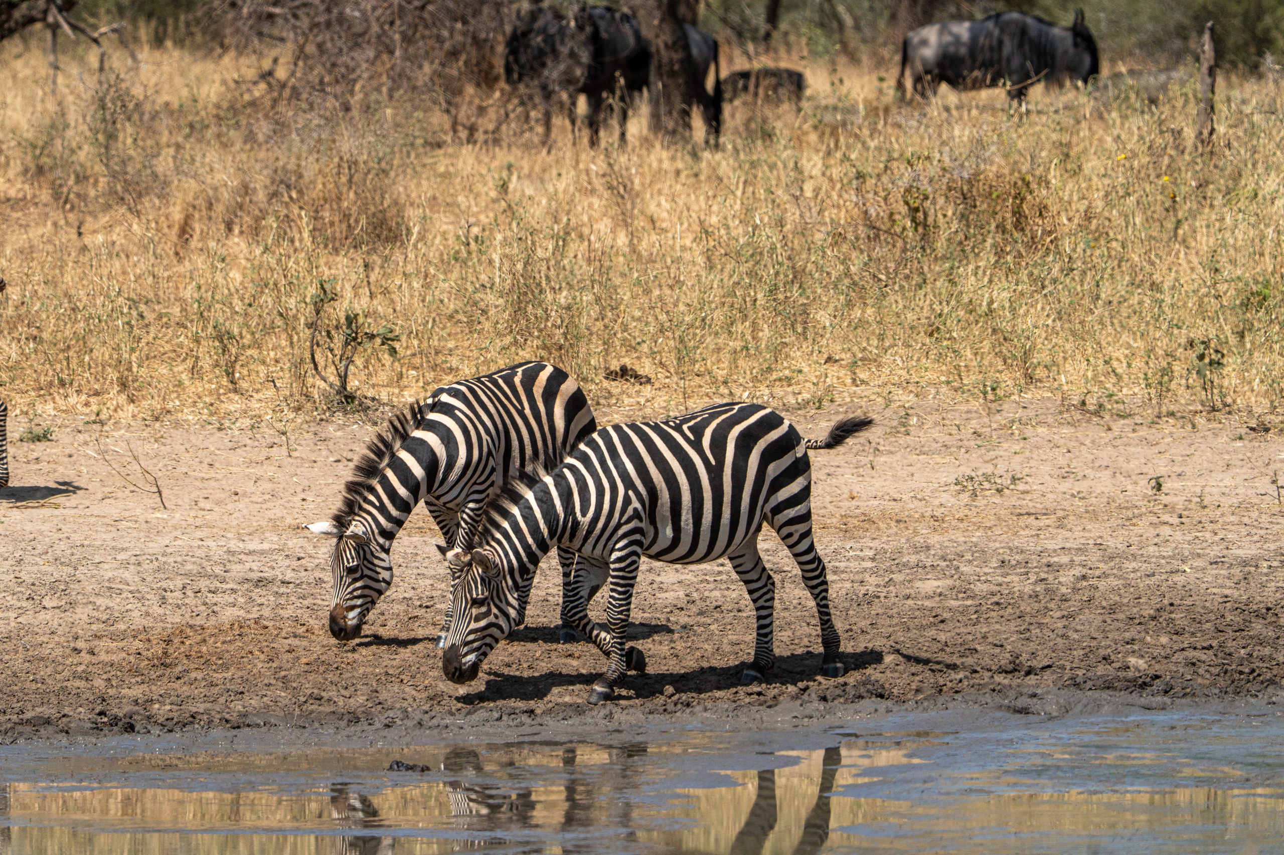 Танзания, сафари, 2025. Творческие сьемки