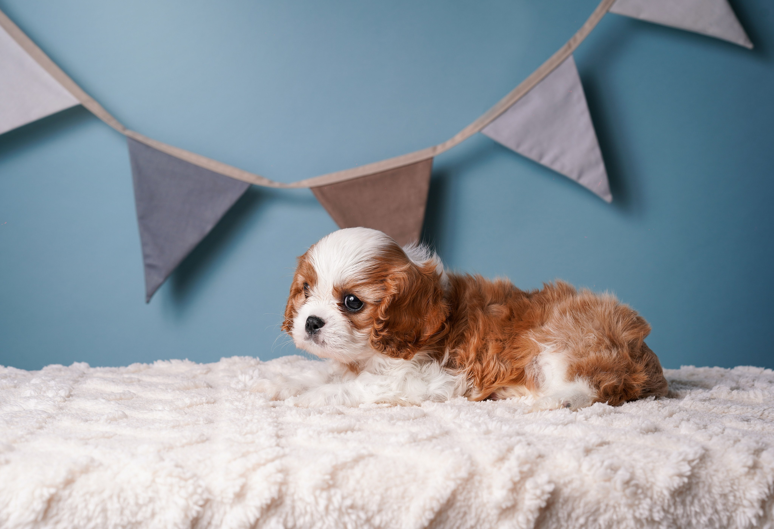 Щенки кавалера. Фотограф-анималист в Санкт-Петербурге Яна Мартынова