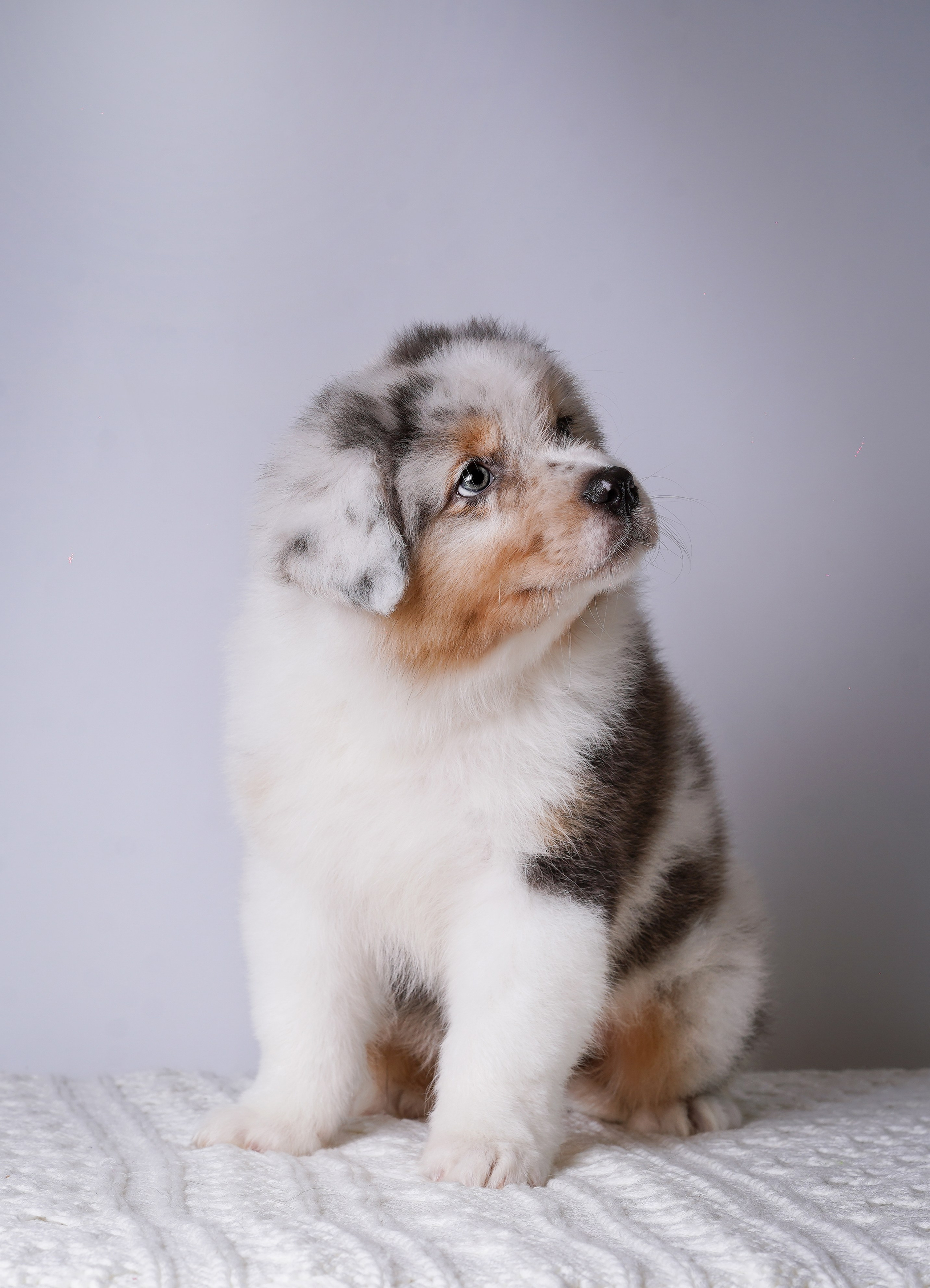 Щенки аусси. Фотограф-анималист в Санкт-Петербурге Яна Мартынова