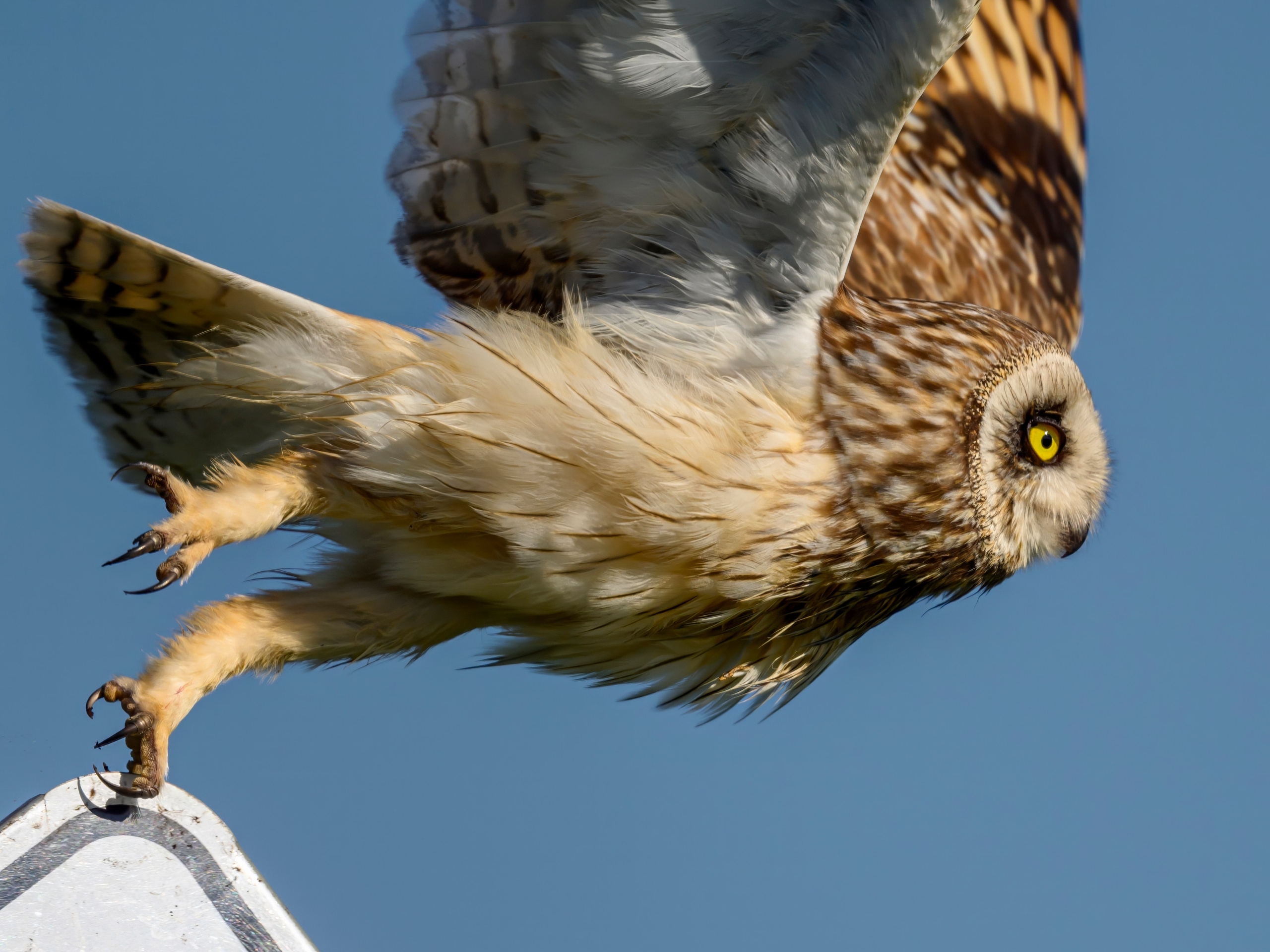 Short eared owl. Wildlife photography by Sergey Puponin