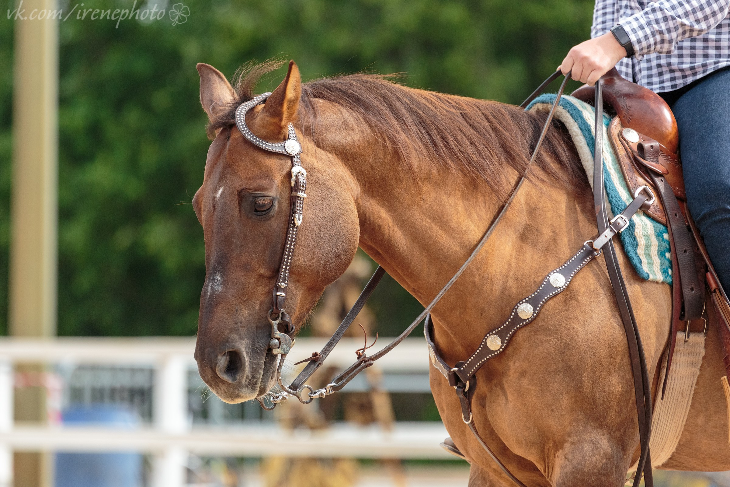 Иппосфера 2024. Irenephoto.ru