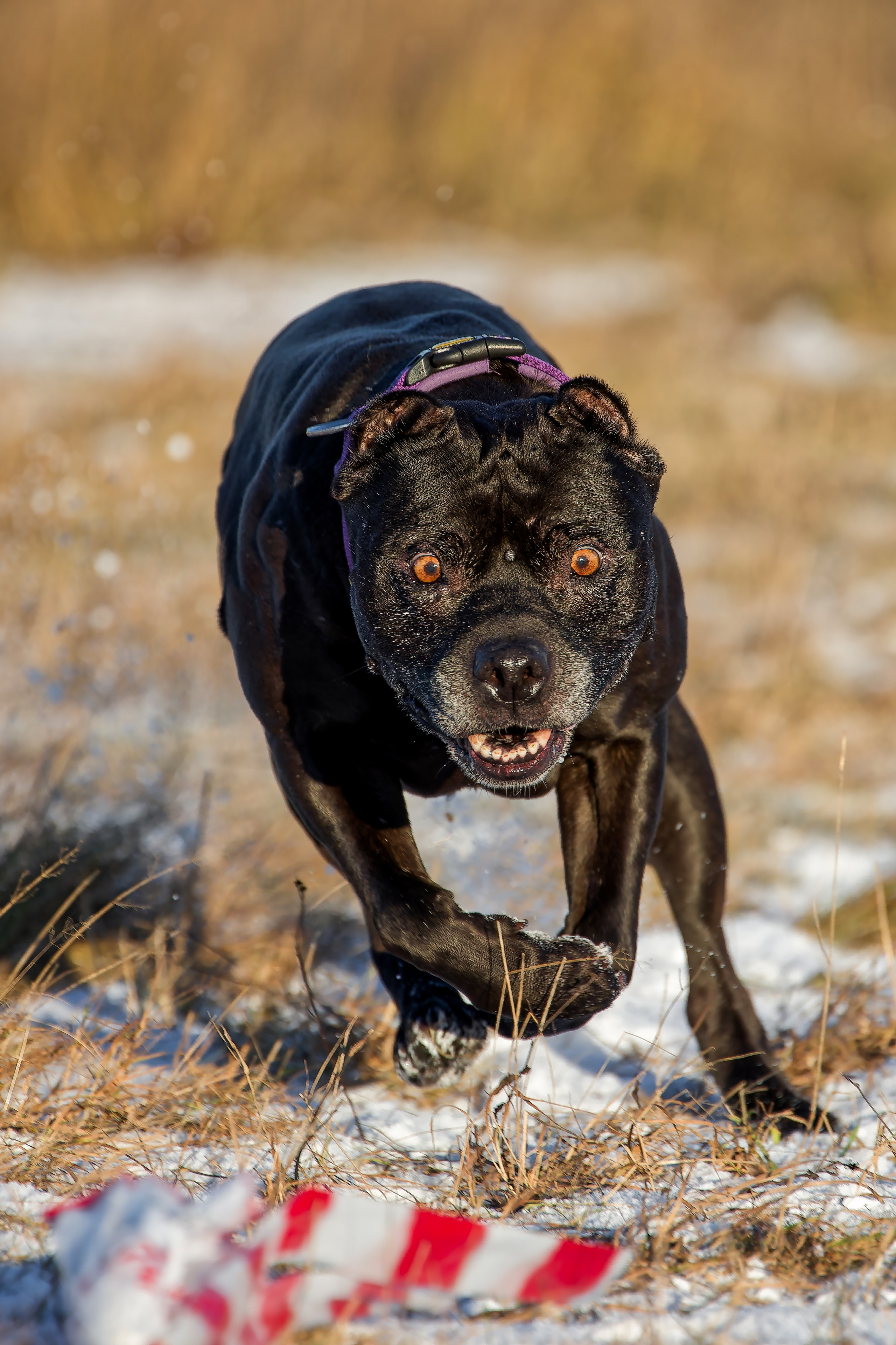 Собаки в движении. Irenephoto.ru