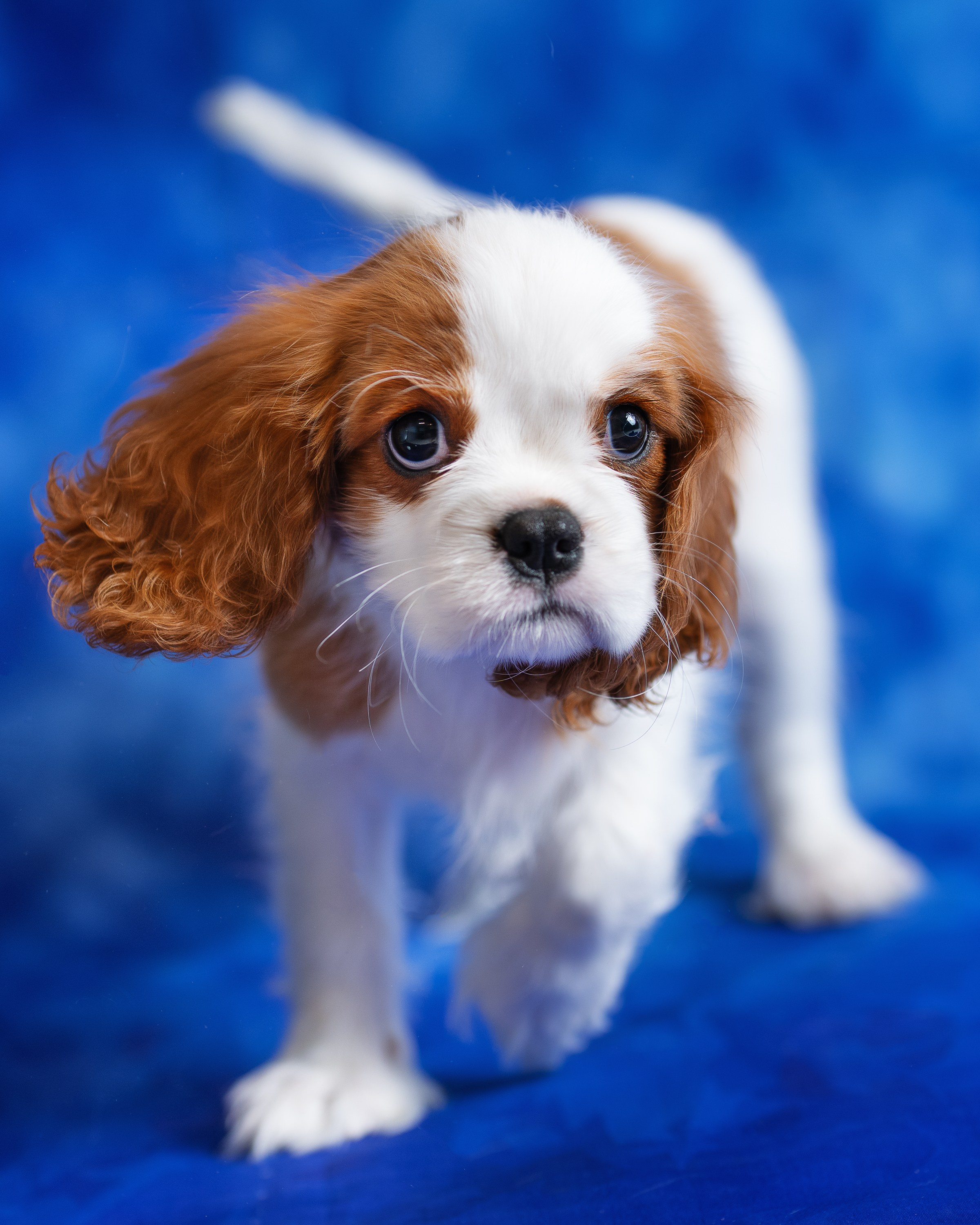 Фотограф анималист в Сочи — профессиональная съемка домашних животных. Профессиональная фотосъемка в Сочи: репортаж, предметная, ювелирная фотосъемка, недвижимость, фуд-фотография. Фотограф Александр Афанасьев