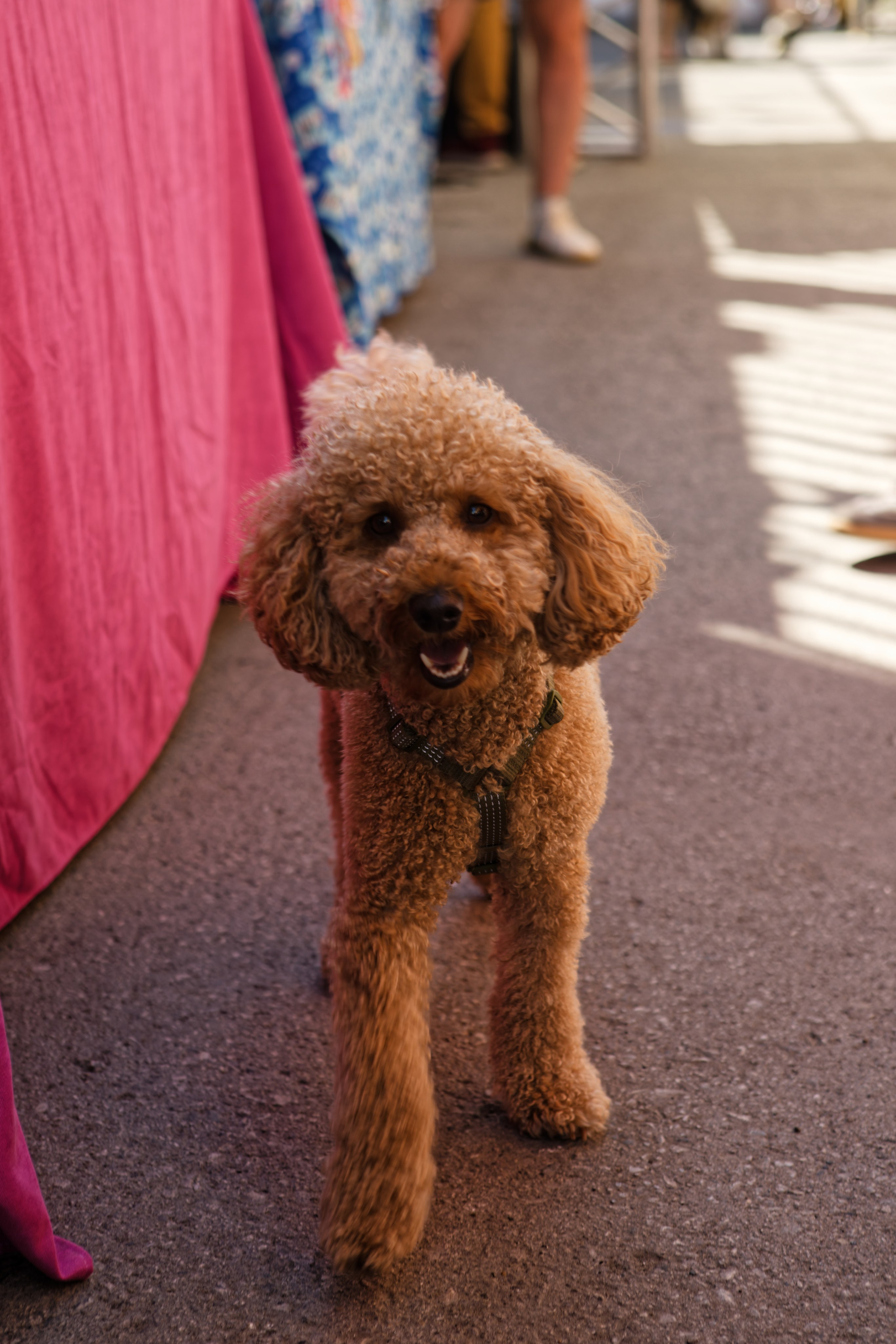 Вечеринка для собак Oh my dog 20.07.2025. Репортажный и спортивный фотограф в г. Пермь Зильберг Павел