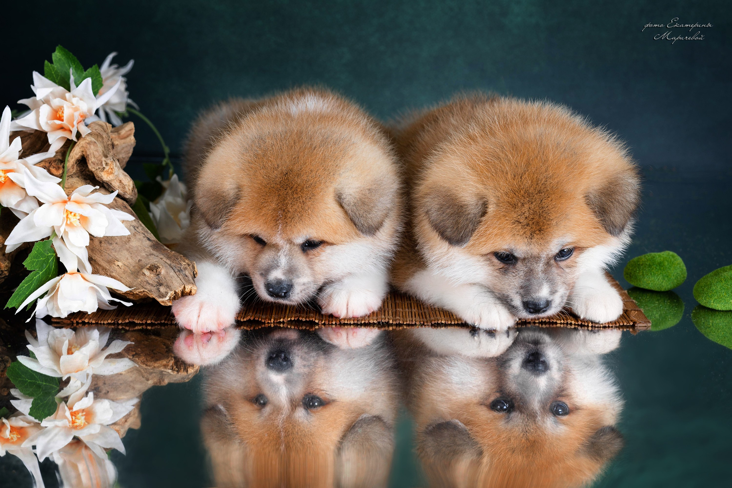 Галерея щенков. Фотограф-анималист в Омске Екатерина Маричева