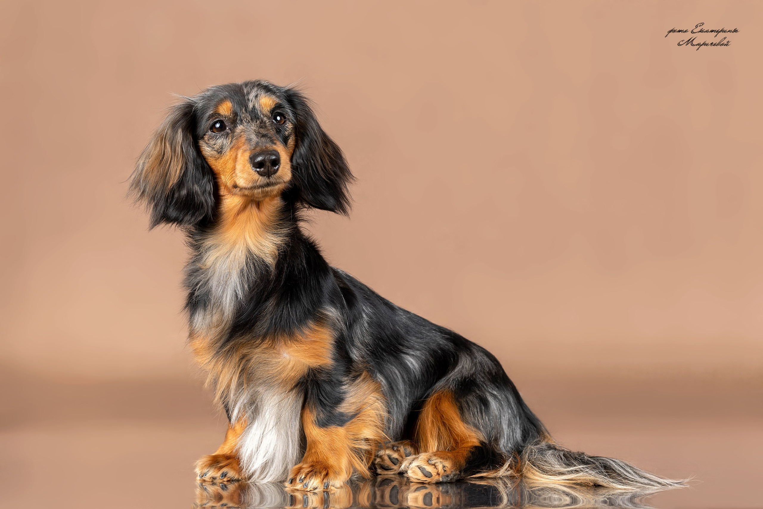 Стендовая съёмка на выставках собак. Фотограф-анималист в Омске Екатерина Маричева