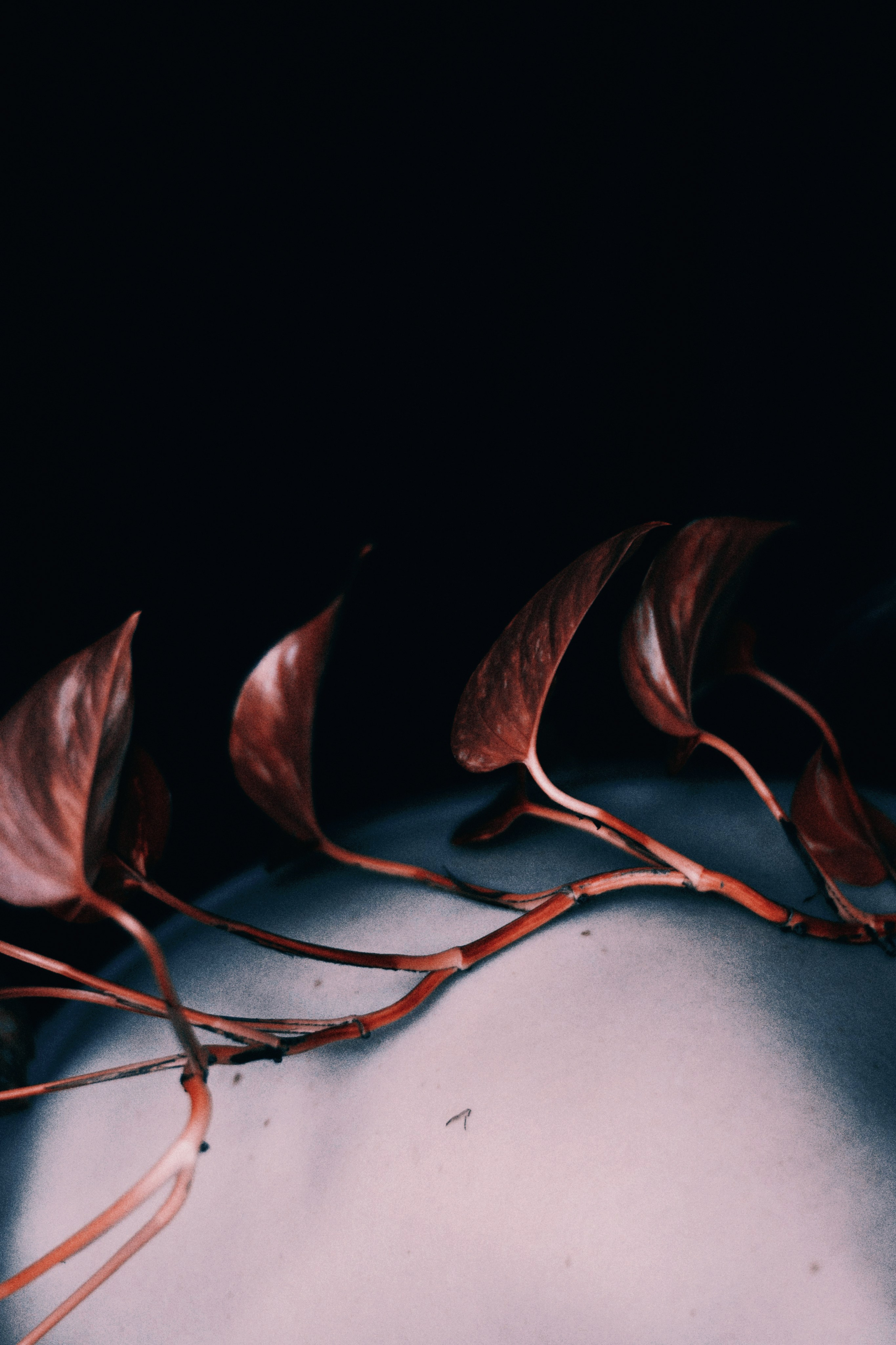 Художественная фотосессия в стиле Ню в Тюмени — Лунная — Дарья Мустафина. Фотограф Дарья Мустафина, Тюмень