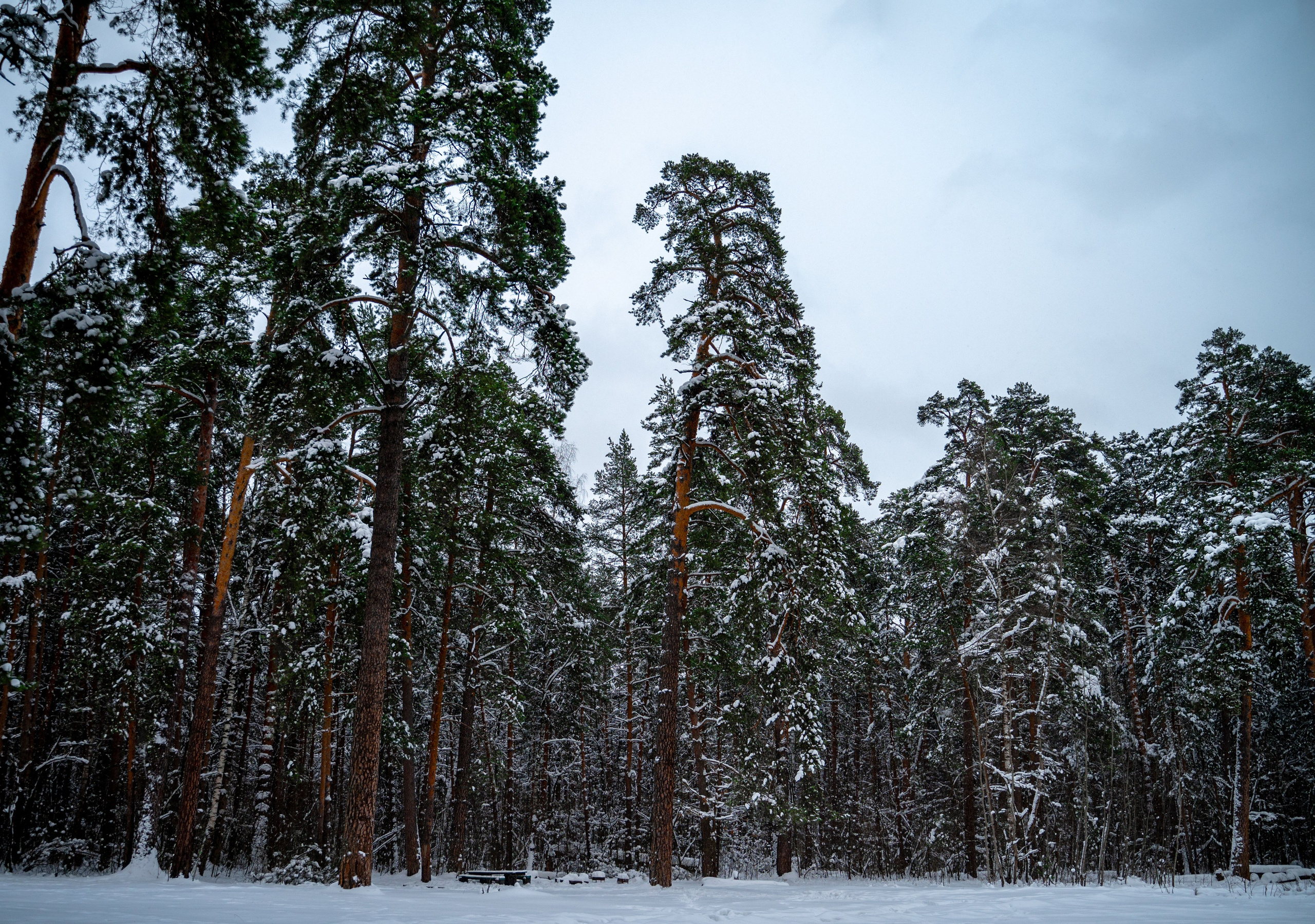Прогулка с собакой. Зима, лес, Москва. Vadim Nevenglovskii Фотограф в разных жанрах