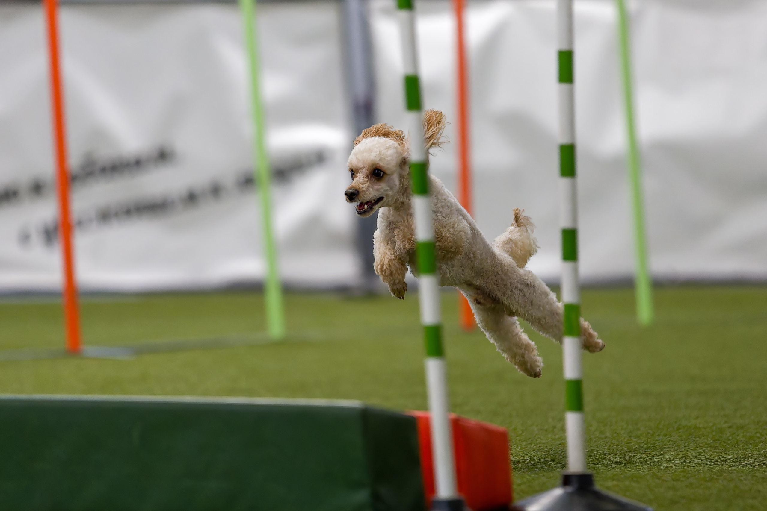 Кубок Пёсбурга 2025. Irenephoto.ru