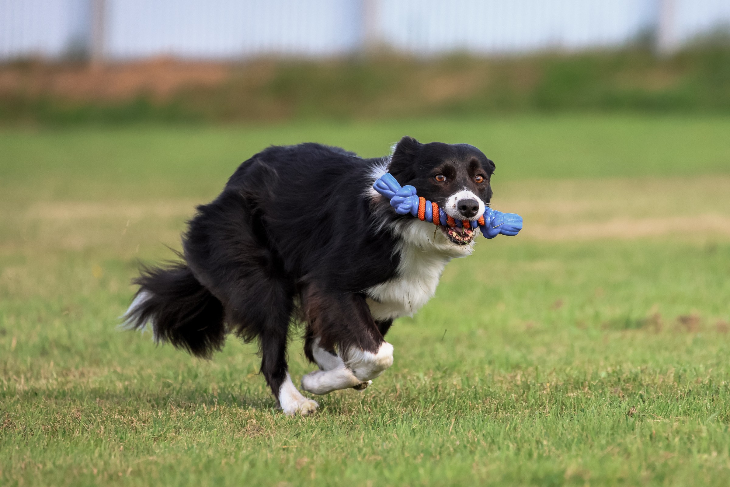 Дог-фризби. Irenephoto.ru