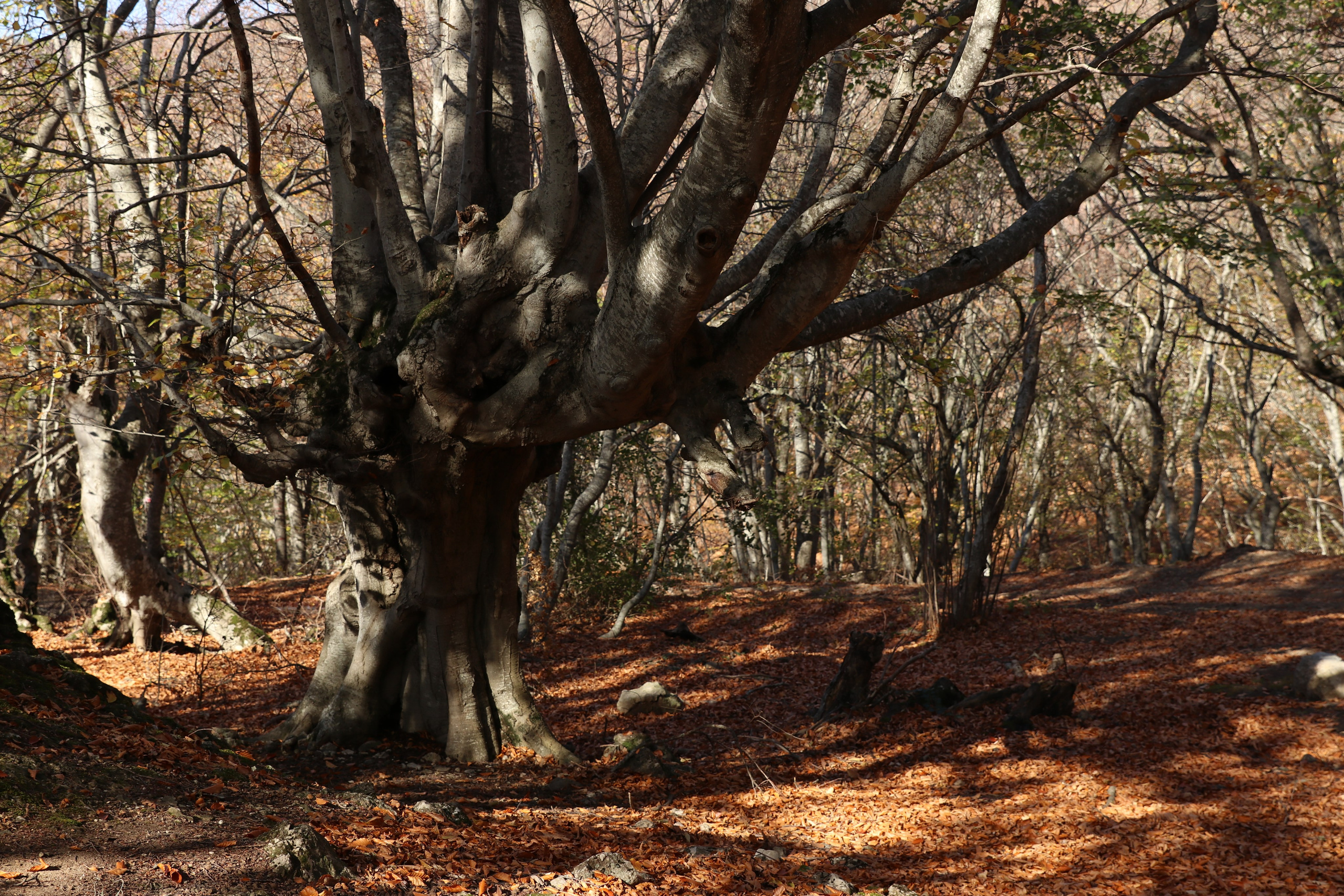 Крым. ЮБК (Гурзуф, Судак и их окрестности). Ноябрь 2023. Путешественник-фотограф из Санкт-Петербурга Татьяна Свистулина