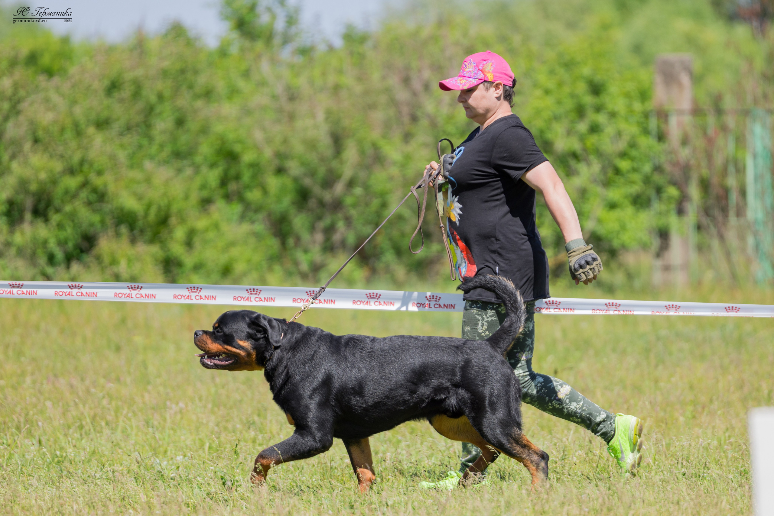 Воронеж моно ротвейлеров 25-26.05.2024. Фотограф-анималист Юлия Германика