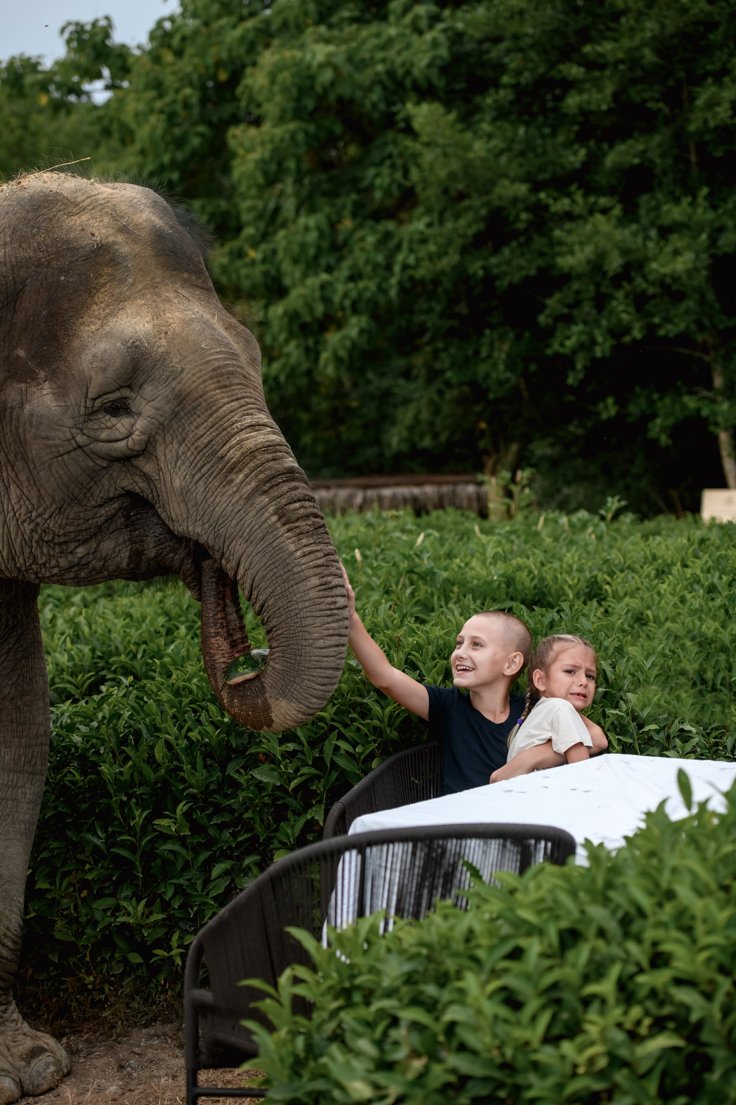 Прогулка со слонами. Фотограф в сочи Свадебный фотограф Сочи