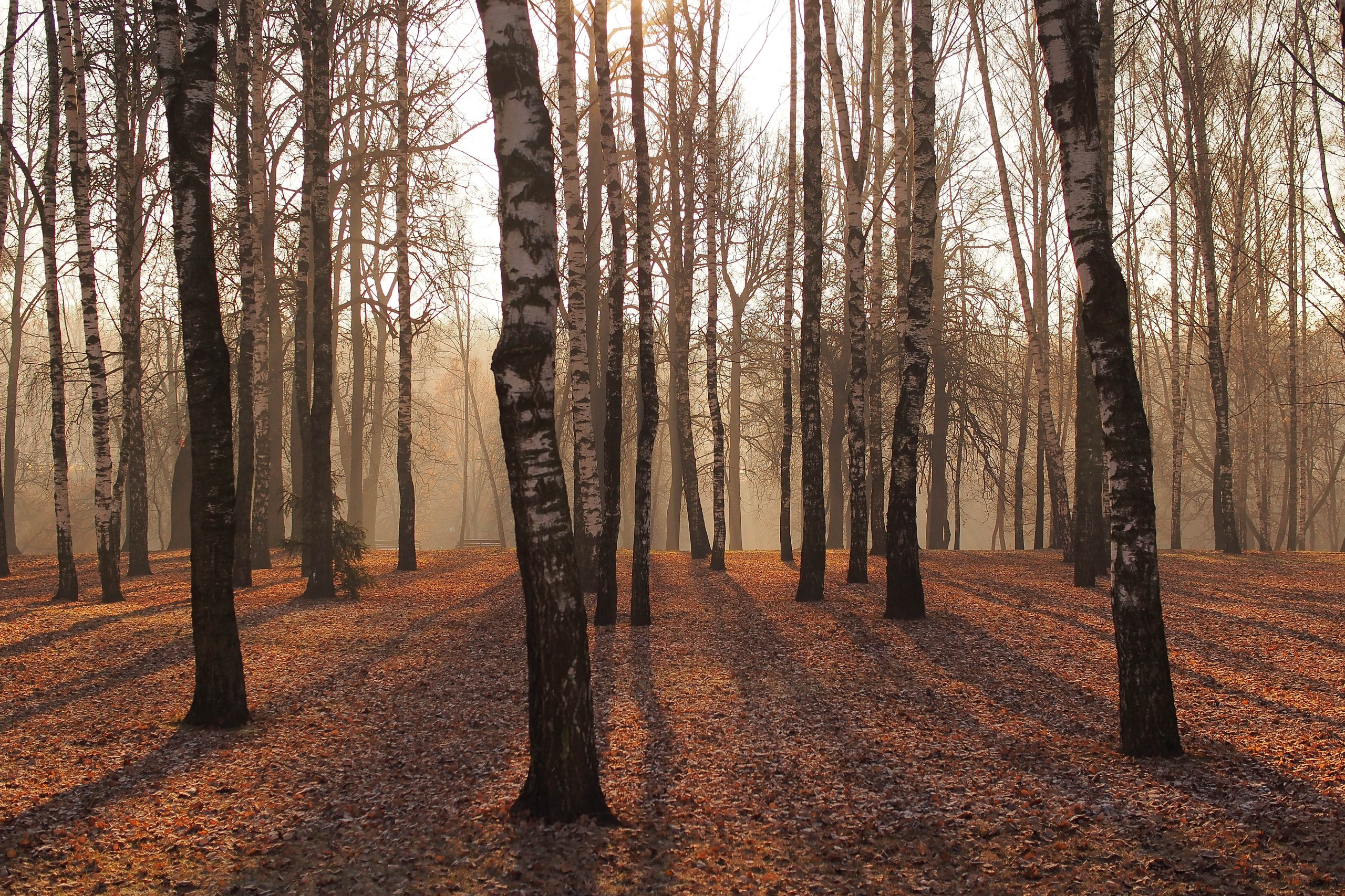 Атмосферные фотографии природы. Съёмка документальных и корпоративных фильмов с индивидуальным подходом