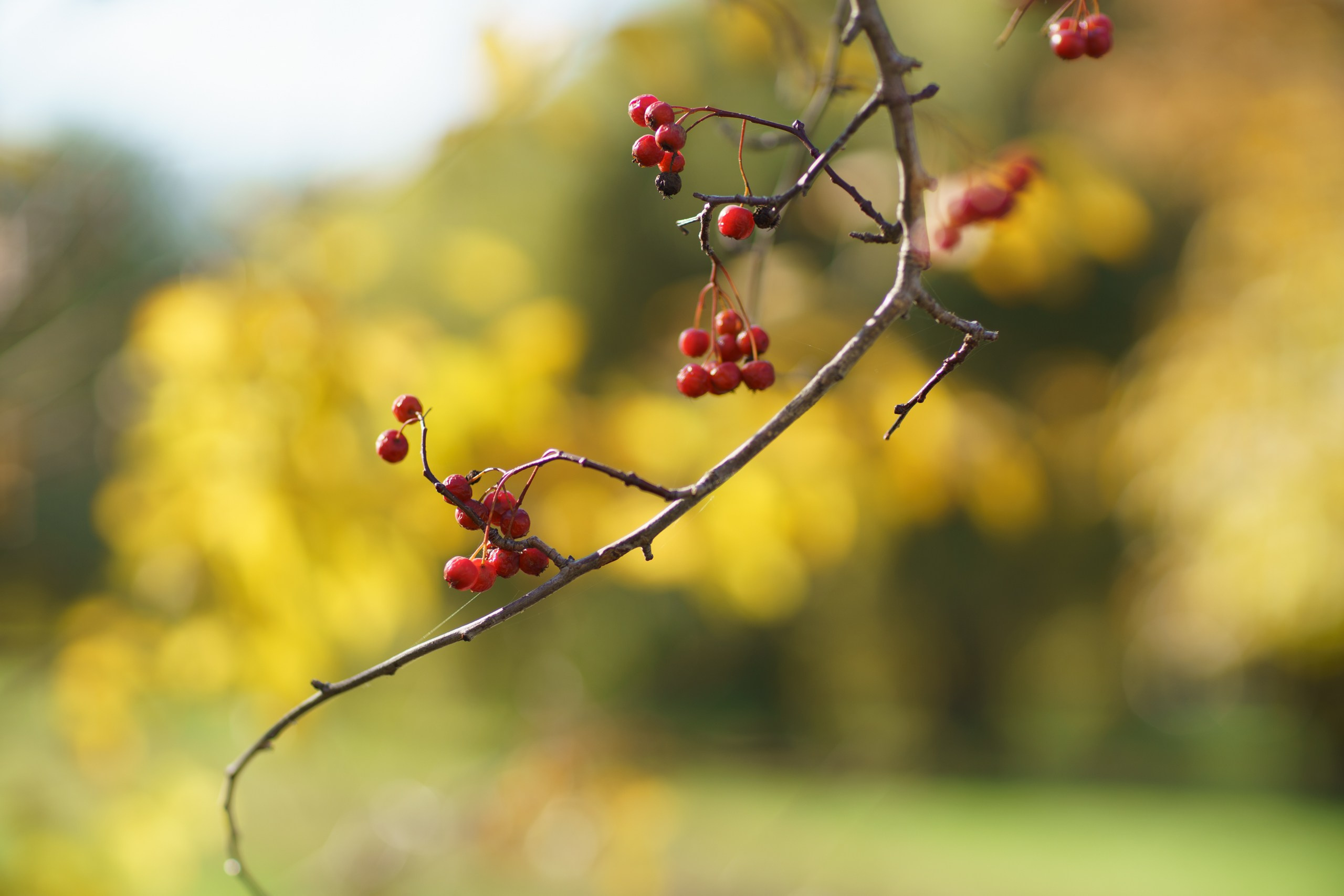 Фотосъемки на природе прогулки семейные фотопрогулки