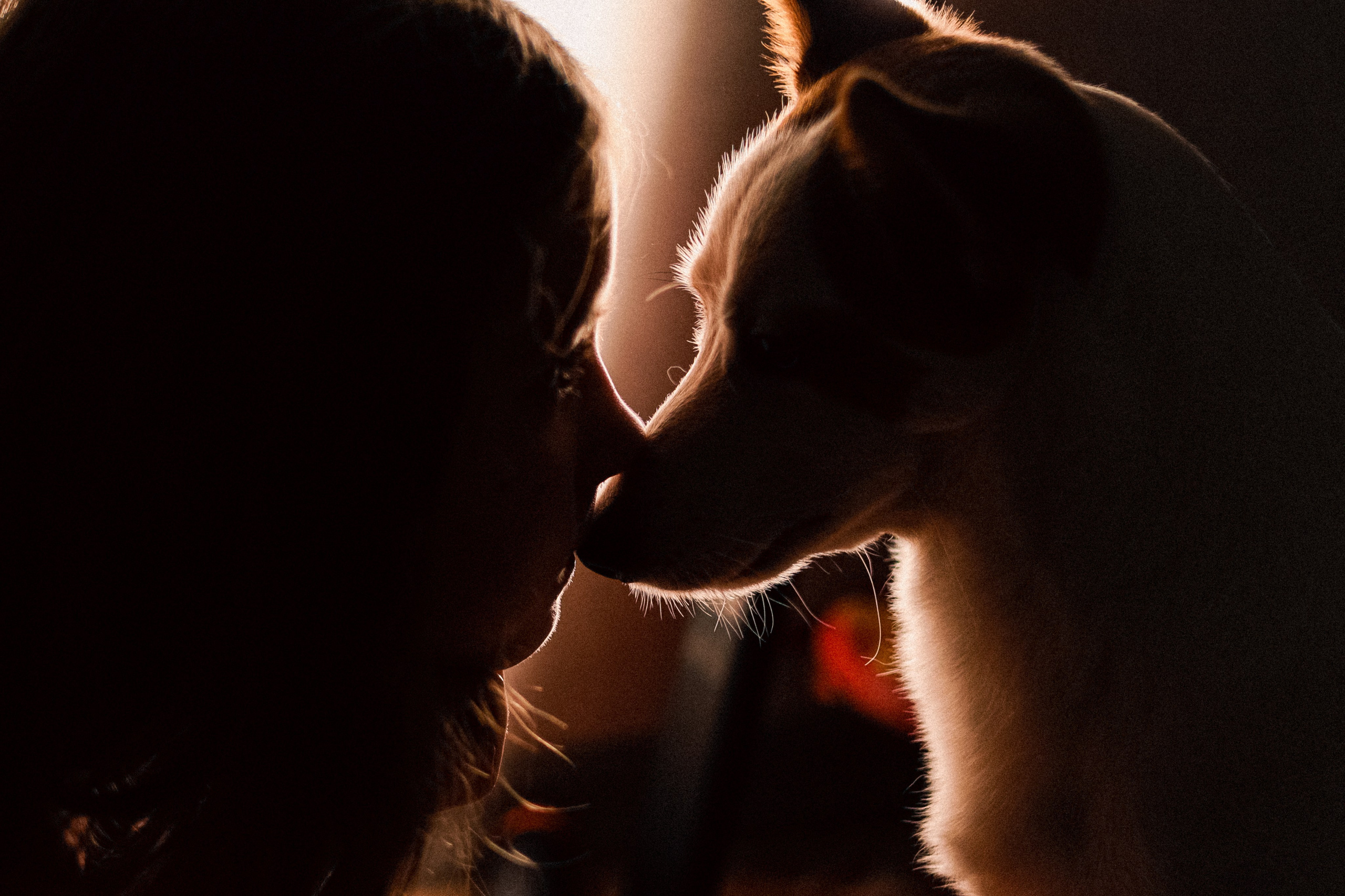 Съёмка домашних питомцев (Соня и Аркадий). Свадебный фотограф Беларусь Ольга Козыренко