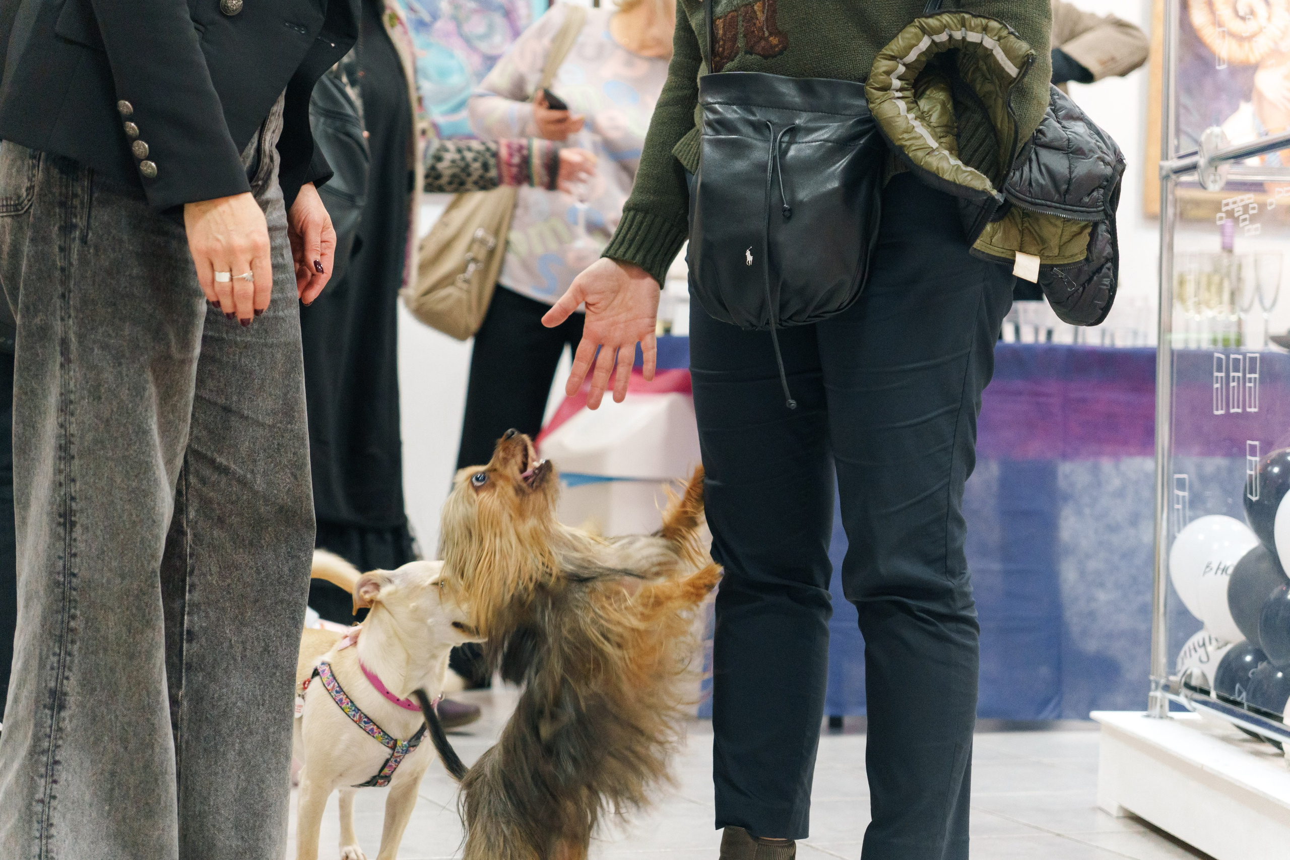 Открытие 11 фестиваля анималистики «Зооарт». Фотограф в Санкт-Петербурге Ибрагимова Алина