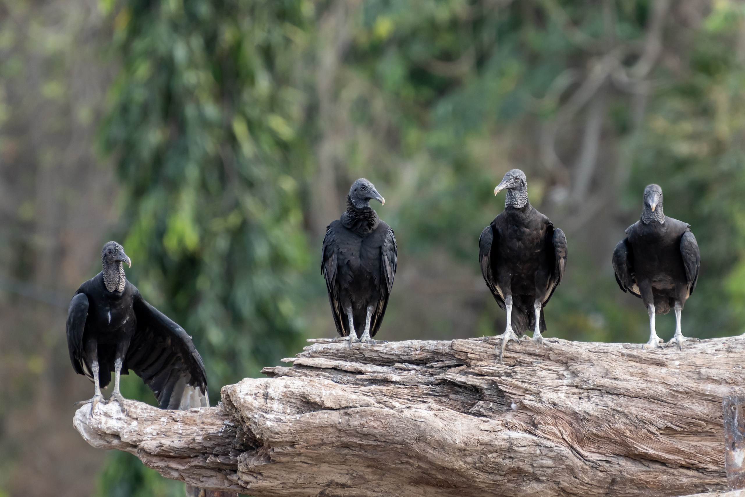 Пейзажный фотограф, Фотографии дикой природы. Foto-Zuev фотография как искусство