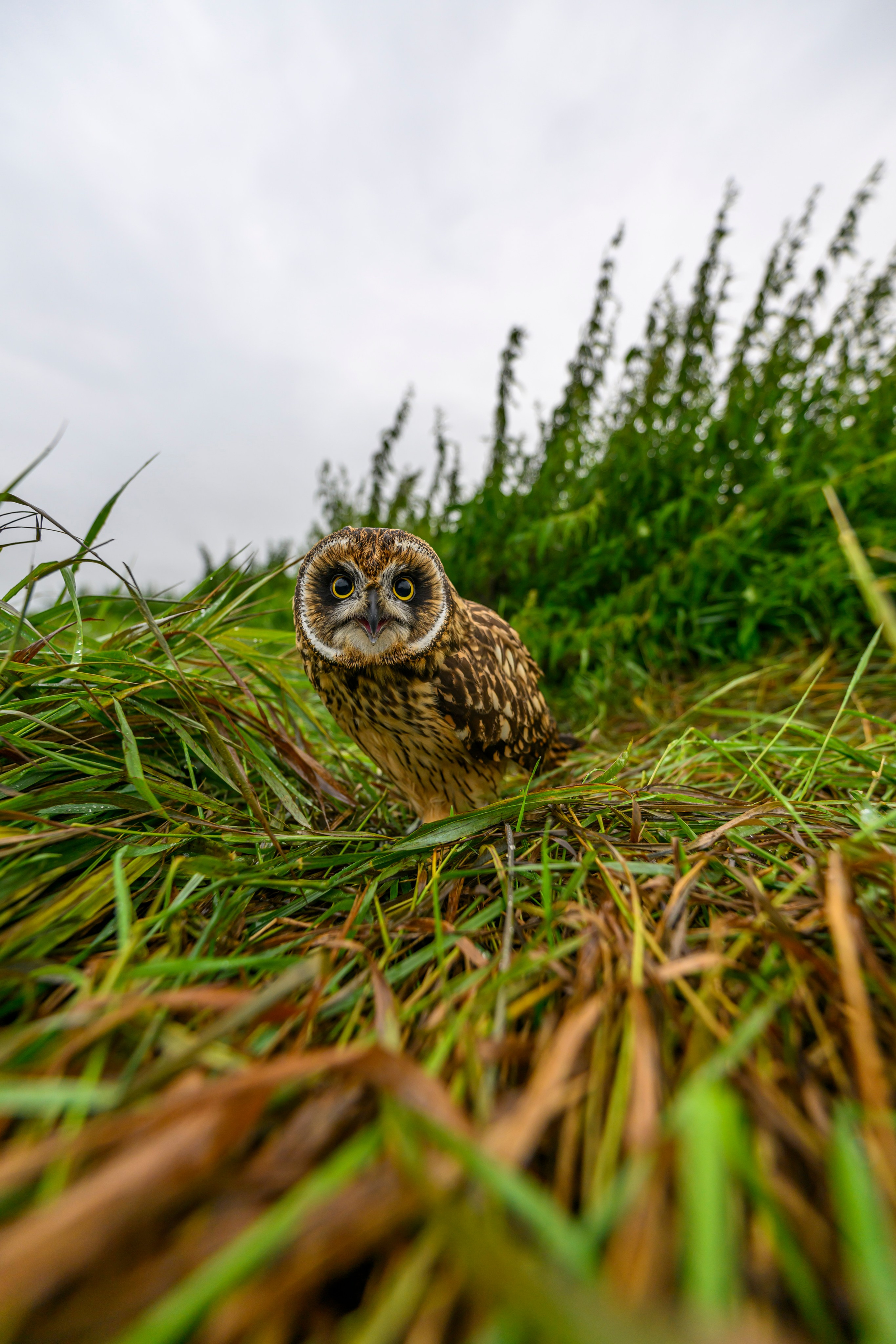 Совенок на ширик | Owlet with wide lens. Фотограф Сергей Пупонин