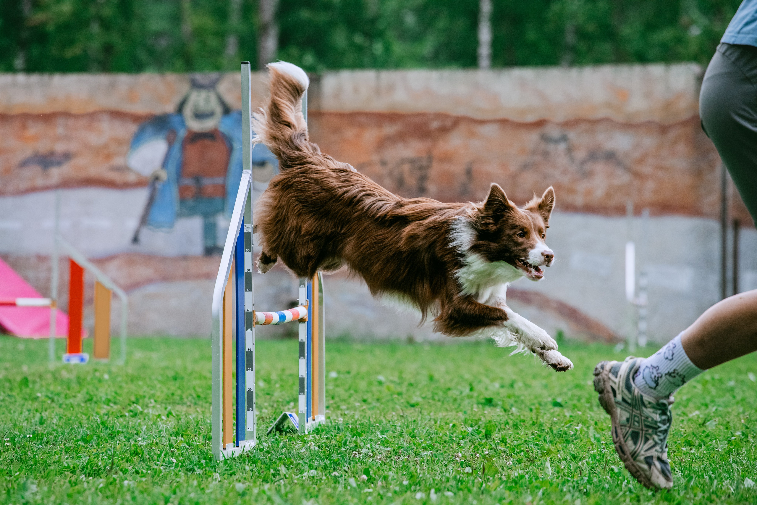Соревнования по аджилити Долгопрудный 30.06.2025. Фотограф-анималист Татьяна Степанова