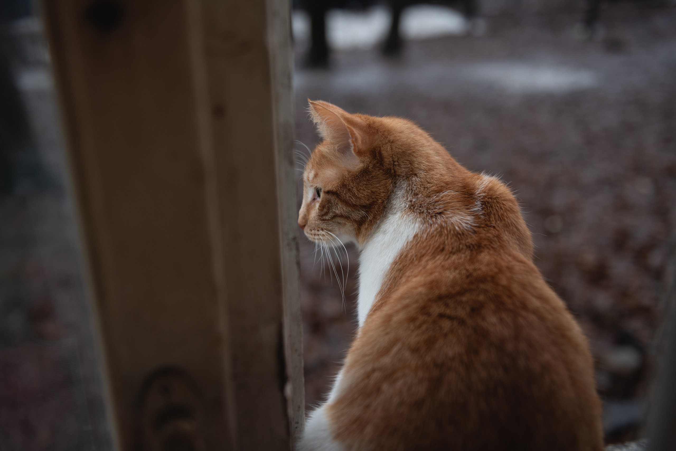 Животные animals. •fpsmax• фотограф-ретушер