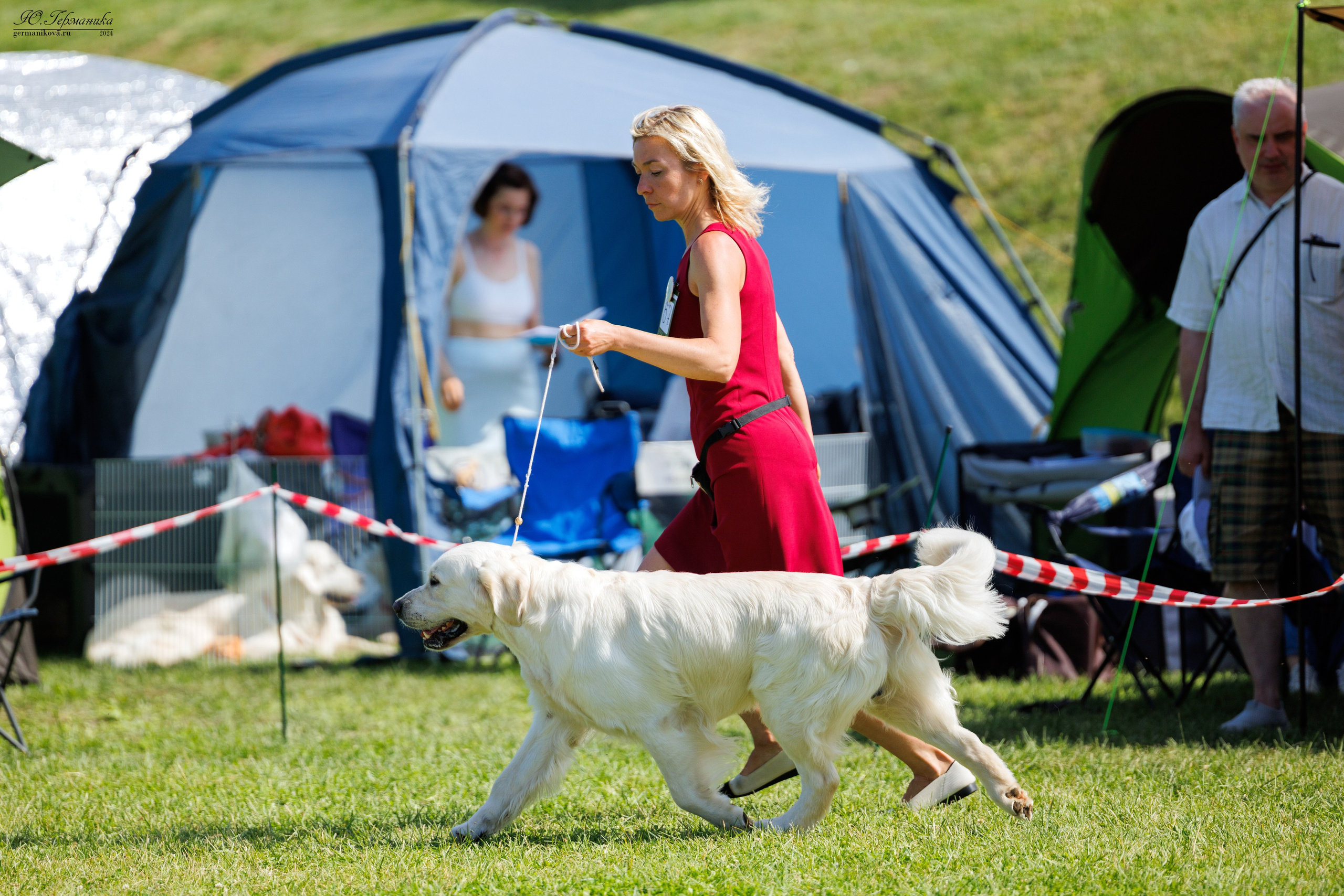 Голдены 15-16.06.2024. Фотограф-анималист Юлия Германика