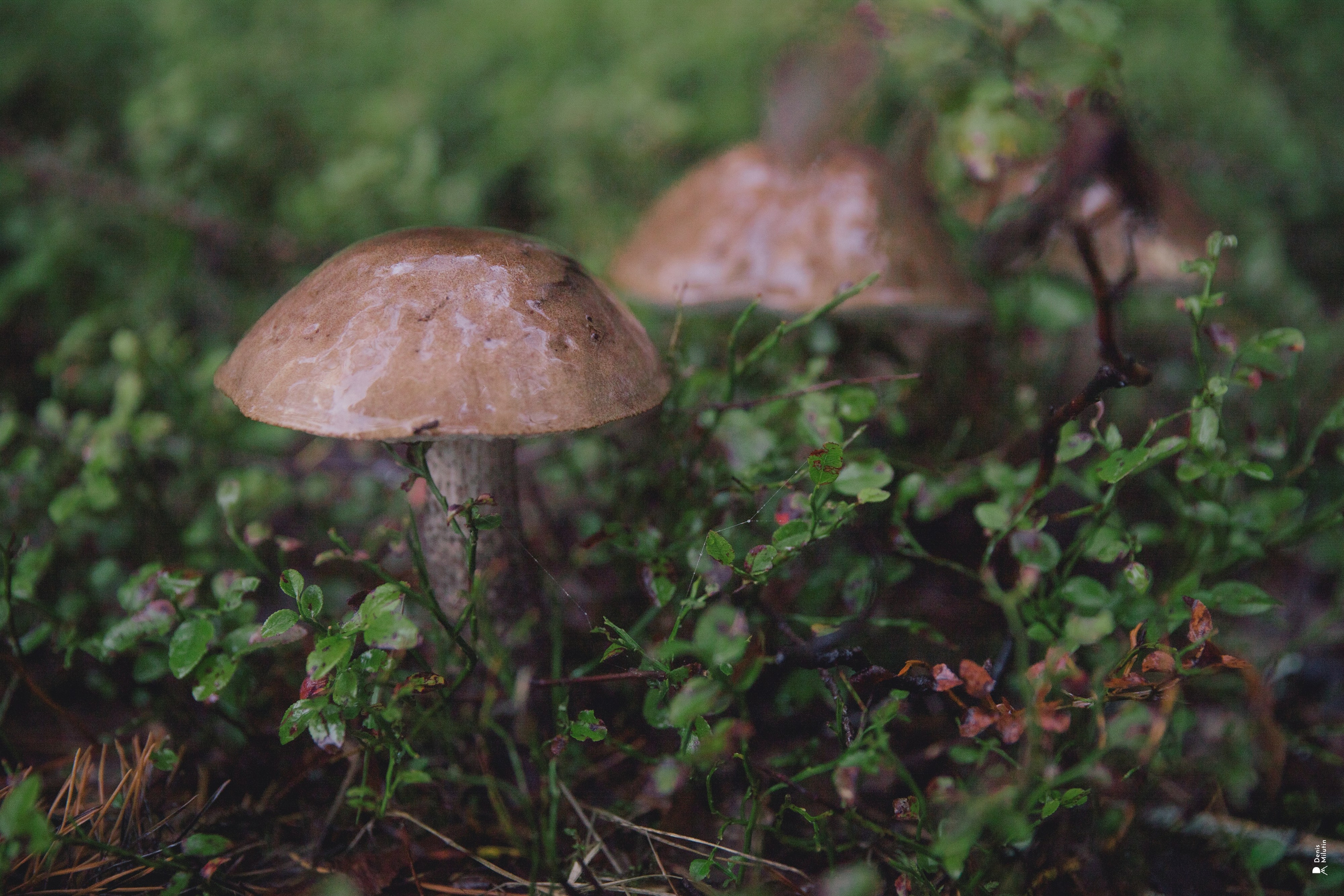 Женский Митрофаниевский скит Важеозерского мужского монастыря. Портретный фотограф Денис Милютин