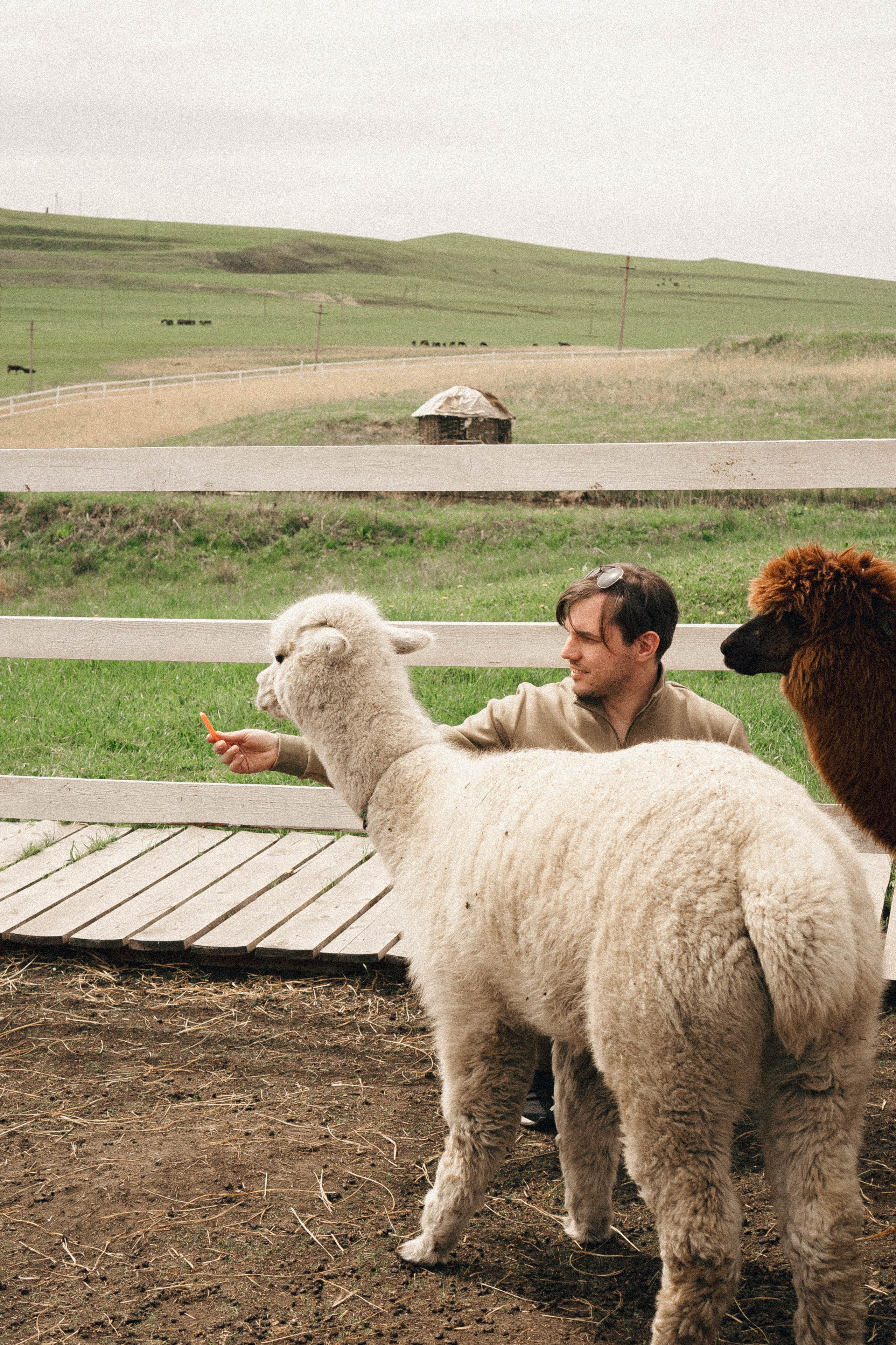 Ферма Альпак. Профессиональный фотограф, Санкт-Петербург — Виктория Богомолова