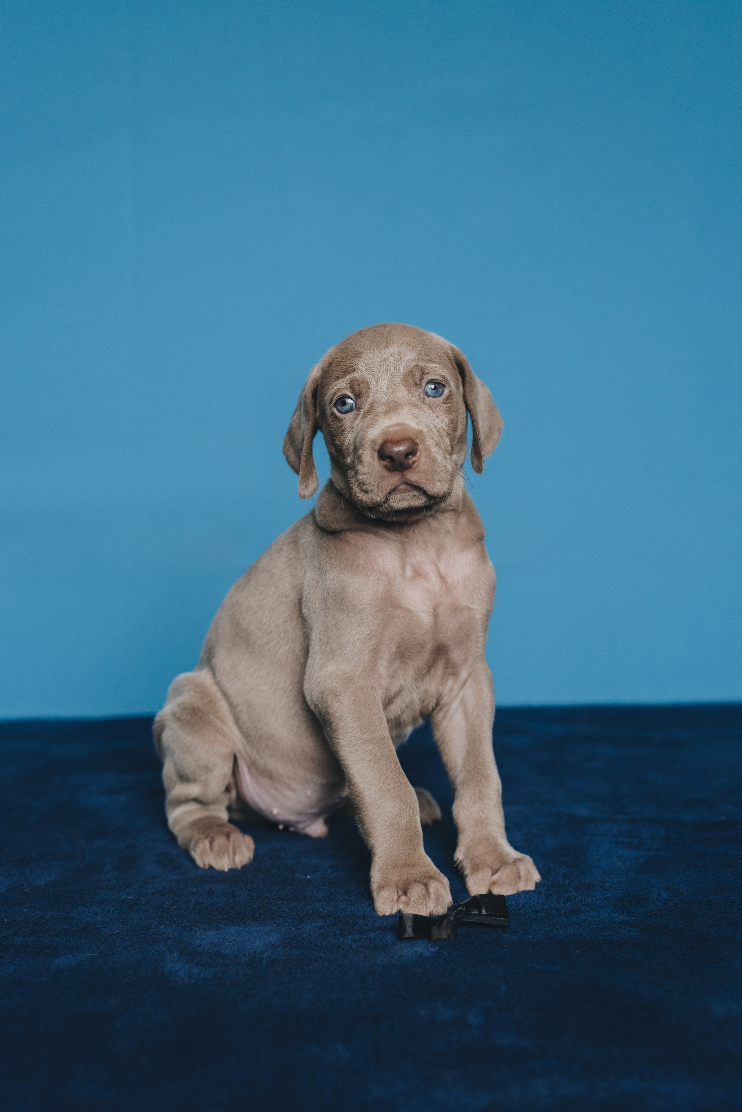 Weimaraner. Natalia Finch Photography — Family, Kids & Pet Photographer in Chicago, IL