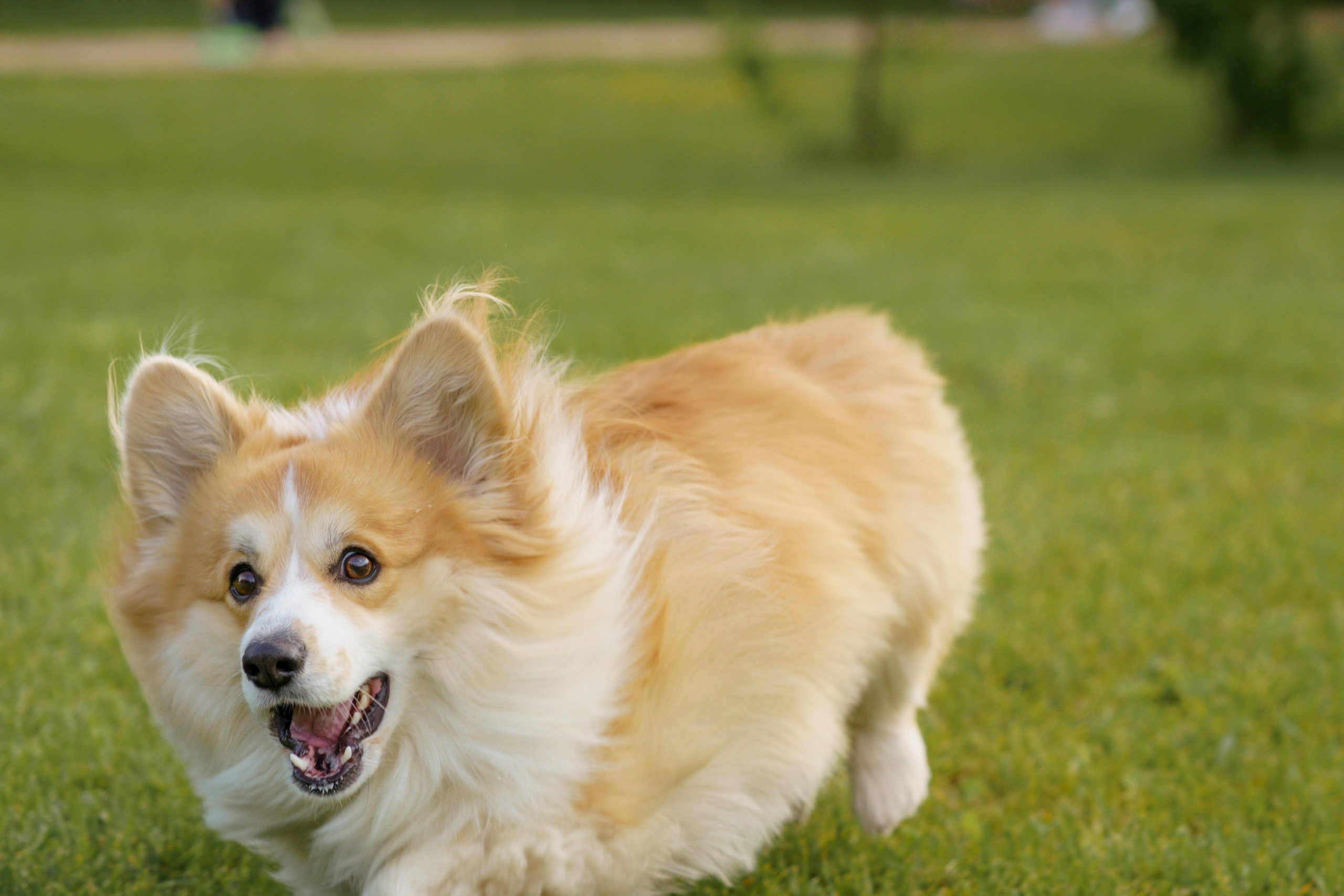 Катя, Арсений и Пух. Свадебный фотограф в Москве Анна Полушина