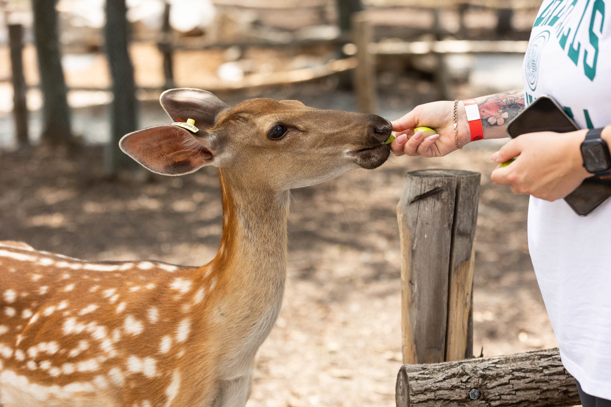 Зоопарк Малинки. Фотограф-АниМалист Анна Абрамова
