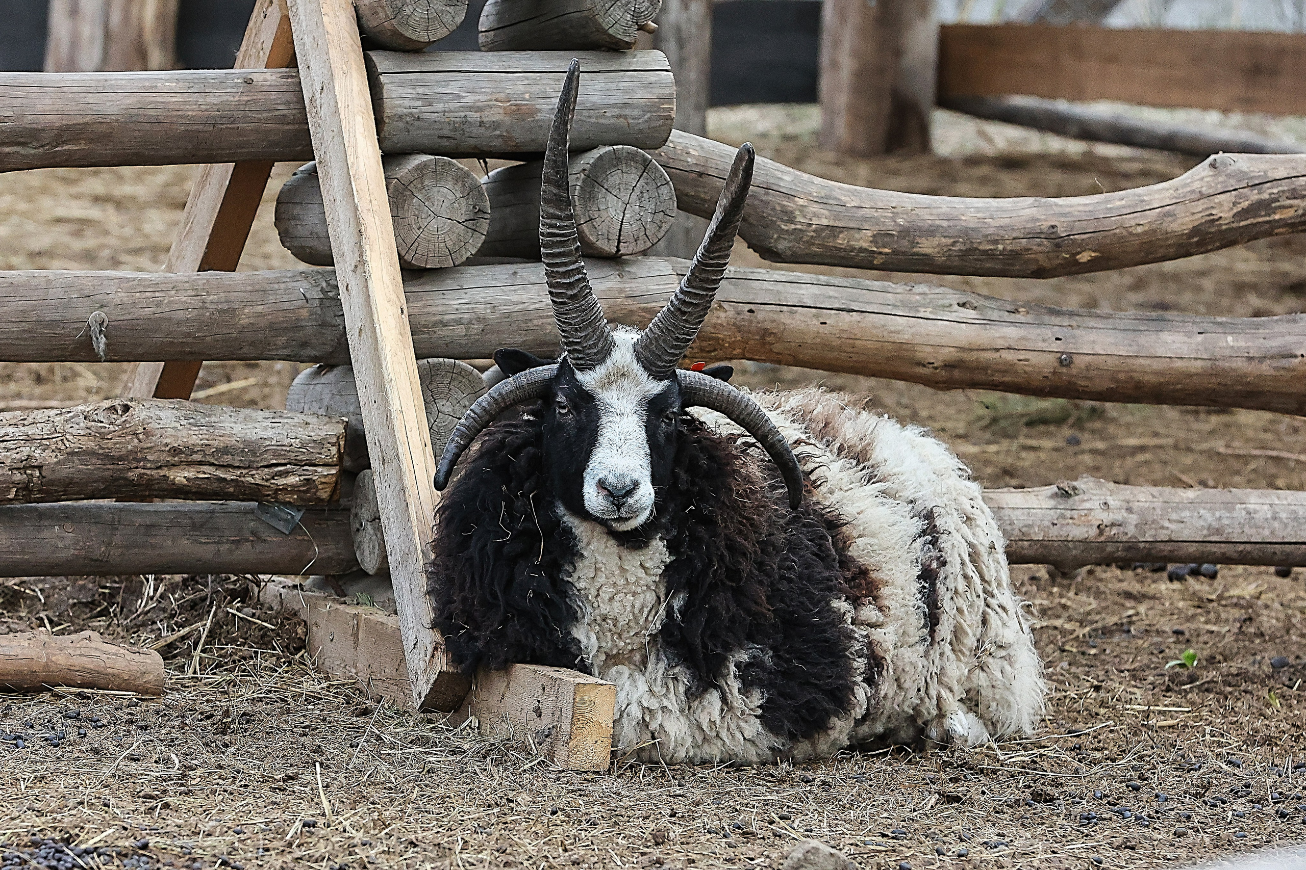 Зоопарк Малинки. Фотограф-АниМалист Анна Абрамова