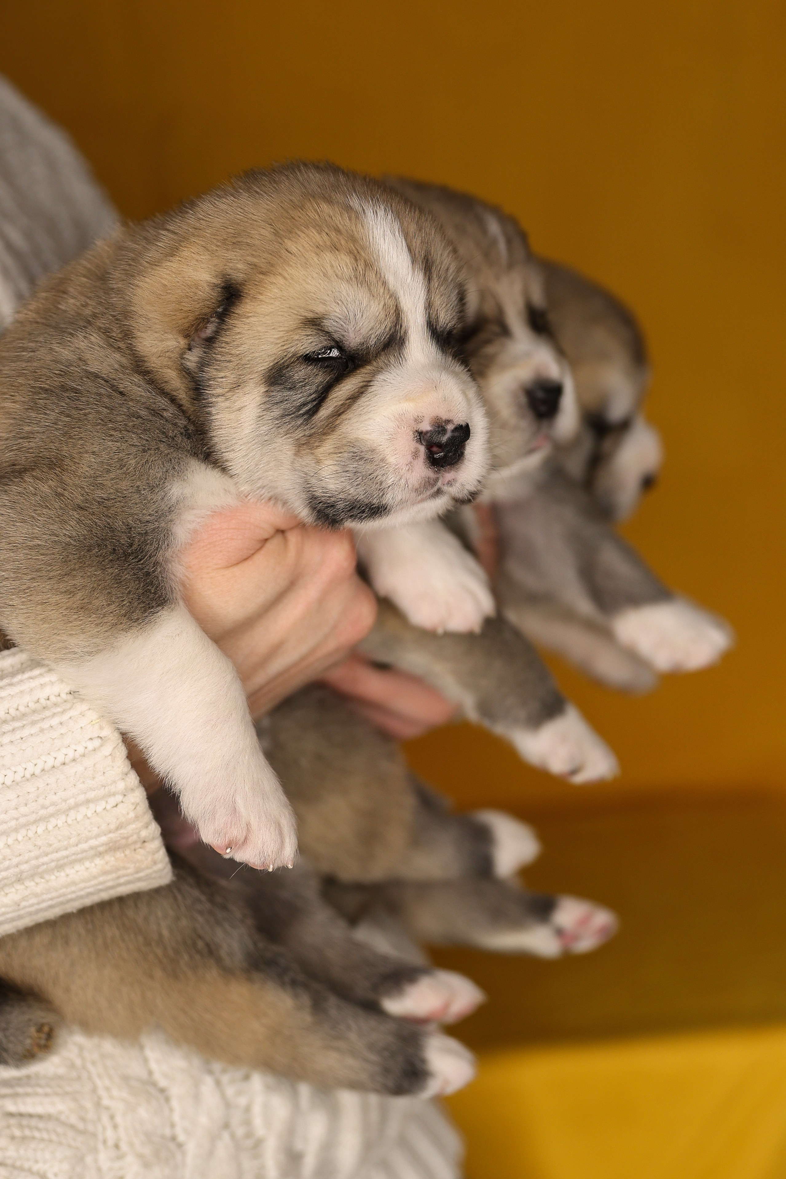 ФОТОССЕСИЯ ЩЕНКОВ. Фотограф-АниМалист Анна Абрамова
