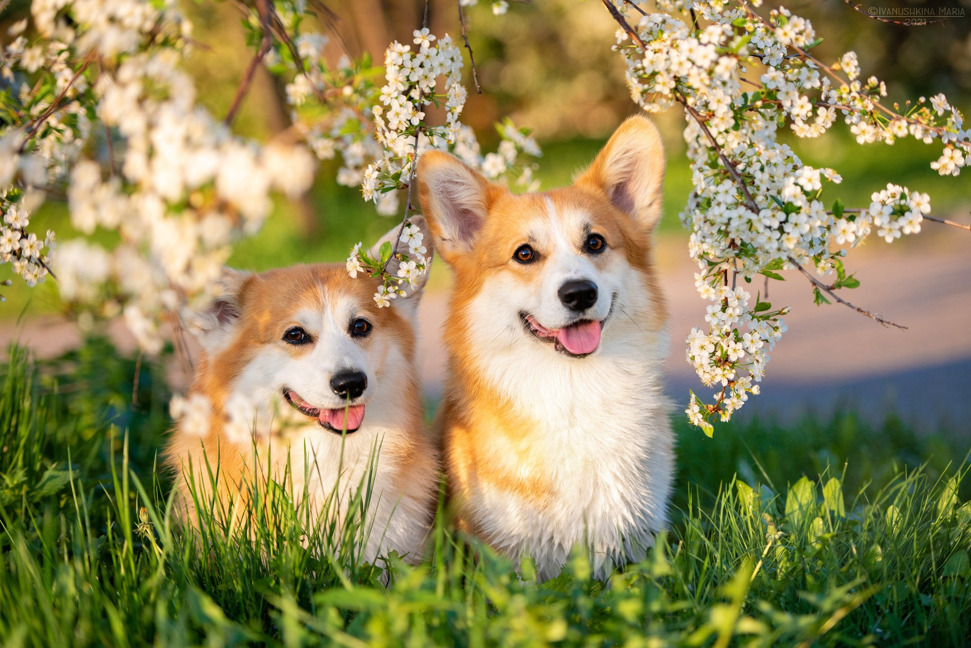 вельш корги пемброк