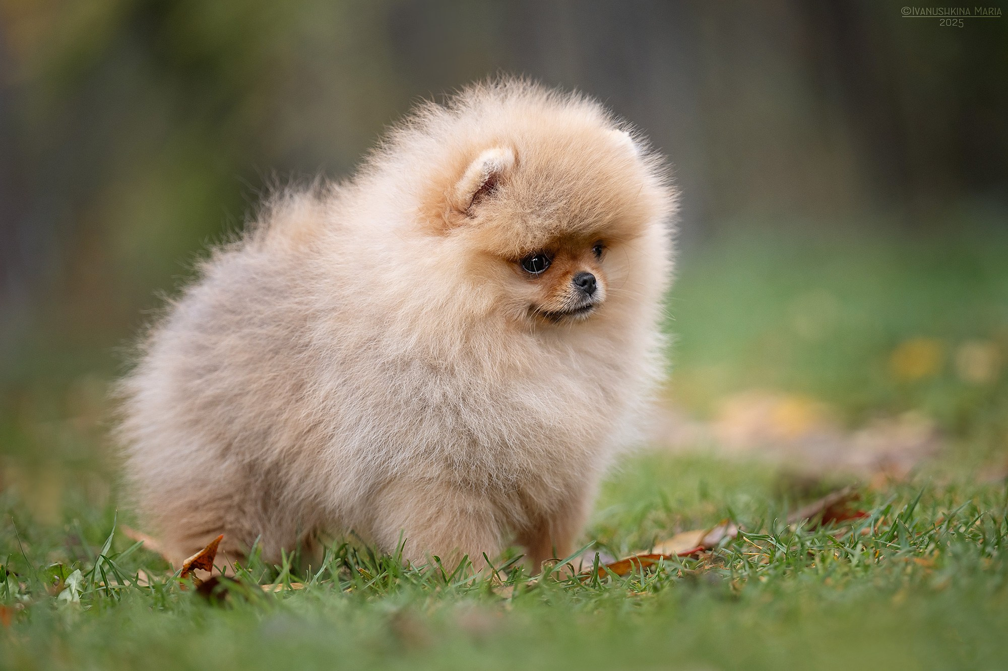Экстерьерная фотосессия собаки. Фотограф собак в Москве и Московской области Иванушкина Мария