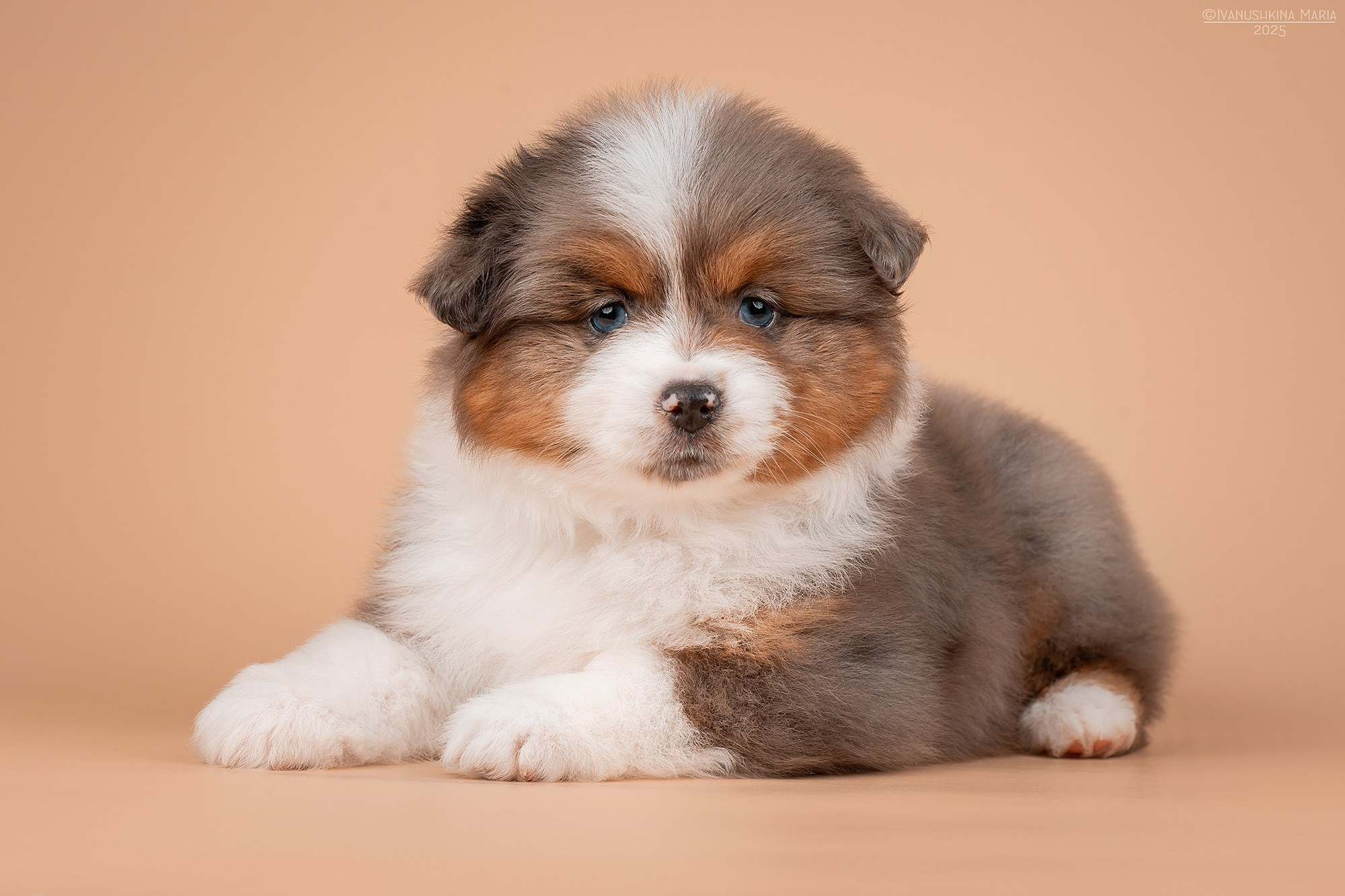 Фотосессия щенков на фонах. Фотограф собак в Москве и Московской области Иванушкина Мария