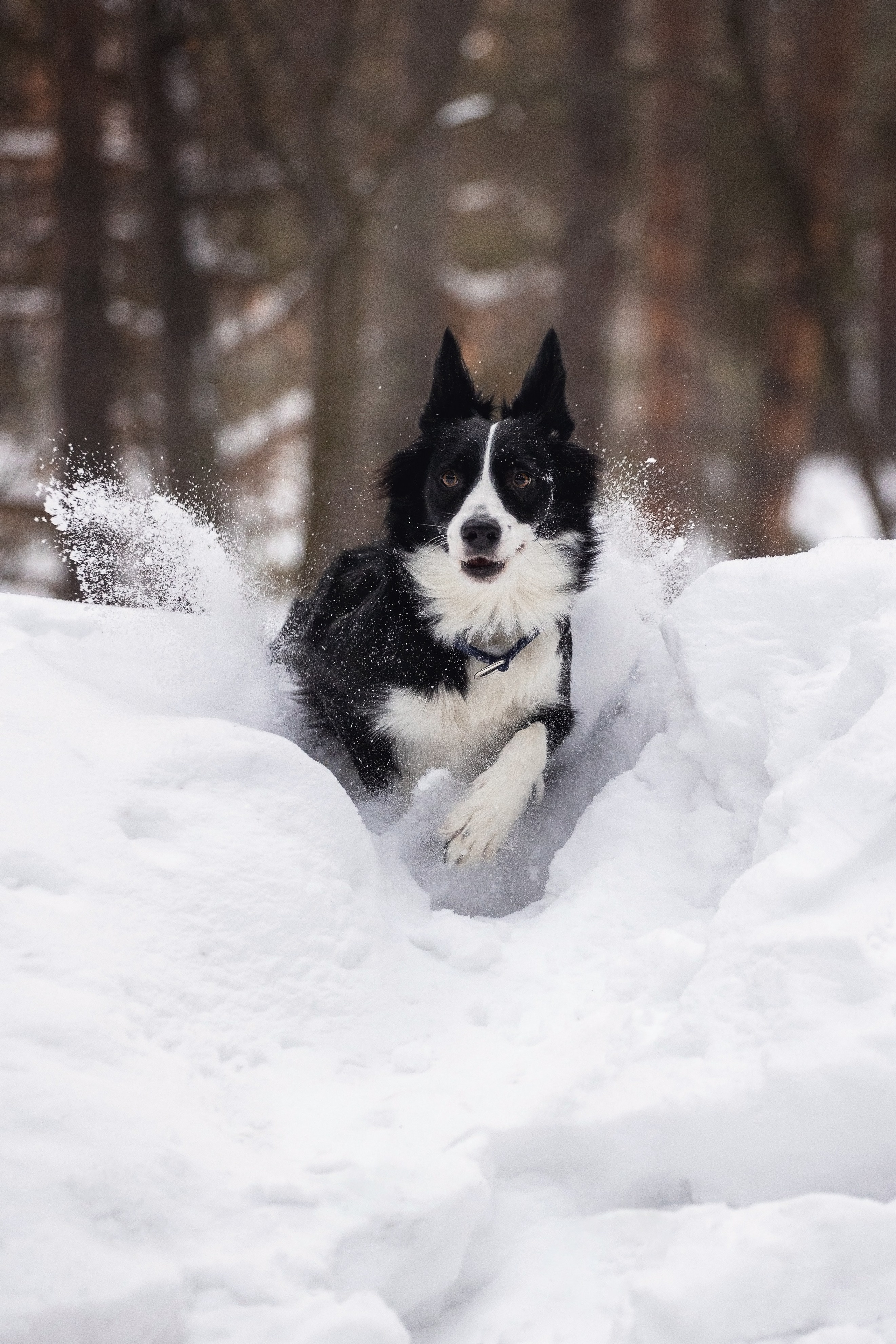 Арина и Грейс. YULA KOLESOVA | Фотограф — Анималист | Художник | Тюмень