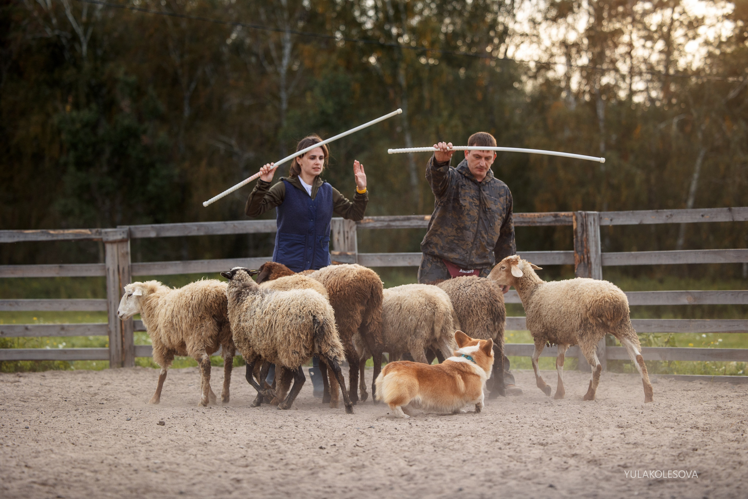 Пастуший интенсив, сентябрь 2024. YULA KOLESOVA | Фотограф — Анималист | Художник | Тюмень