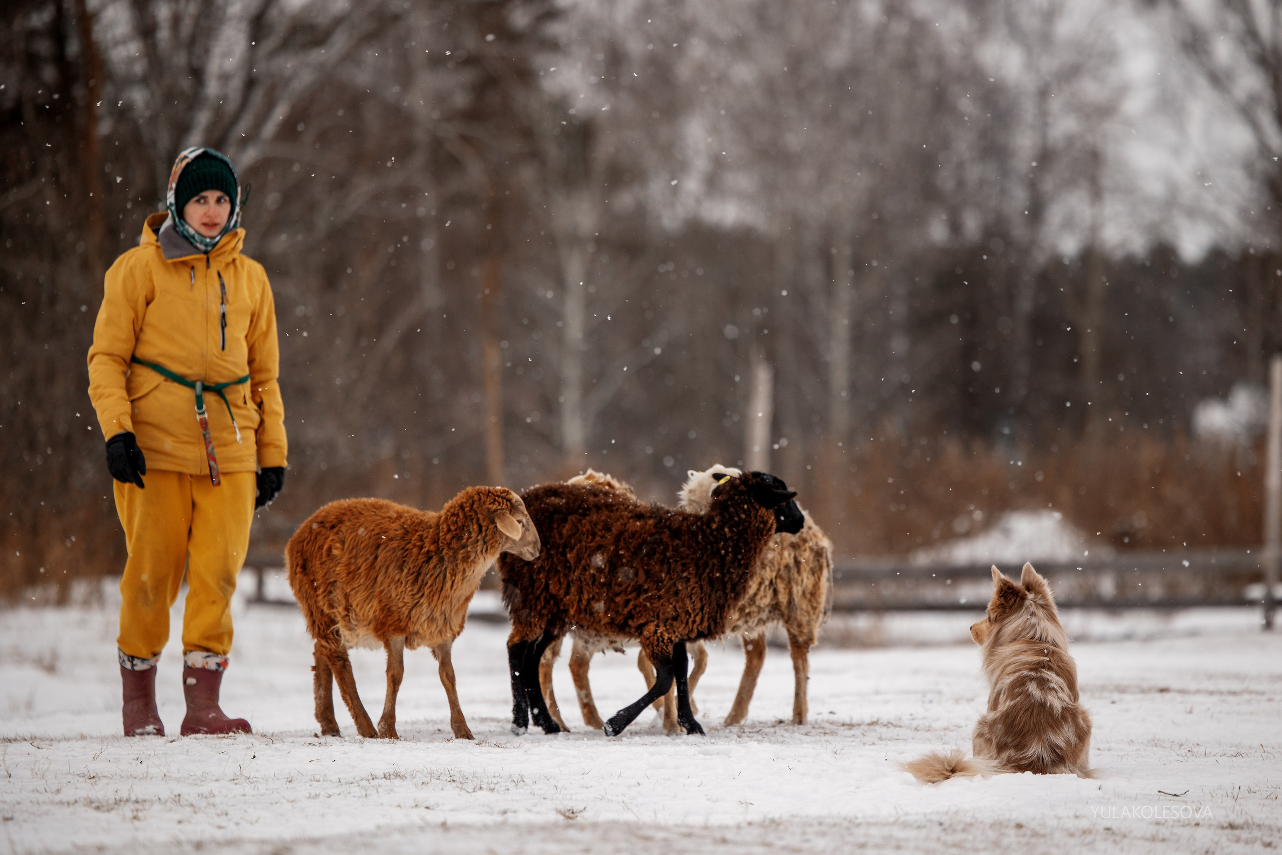 Пастуший интенсив, ноябрь 2024. YULA KOLESOVA | Фотограф — Анималист | Художник | Тюмень