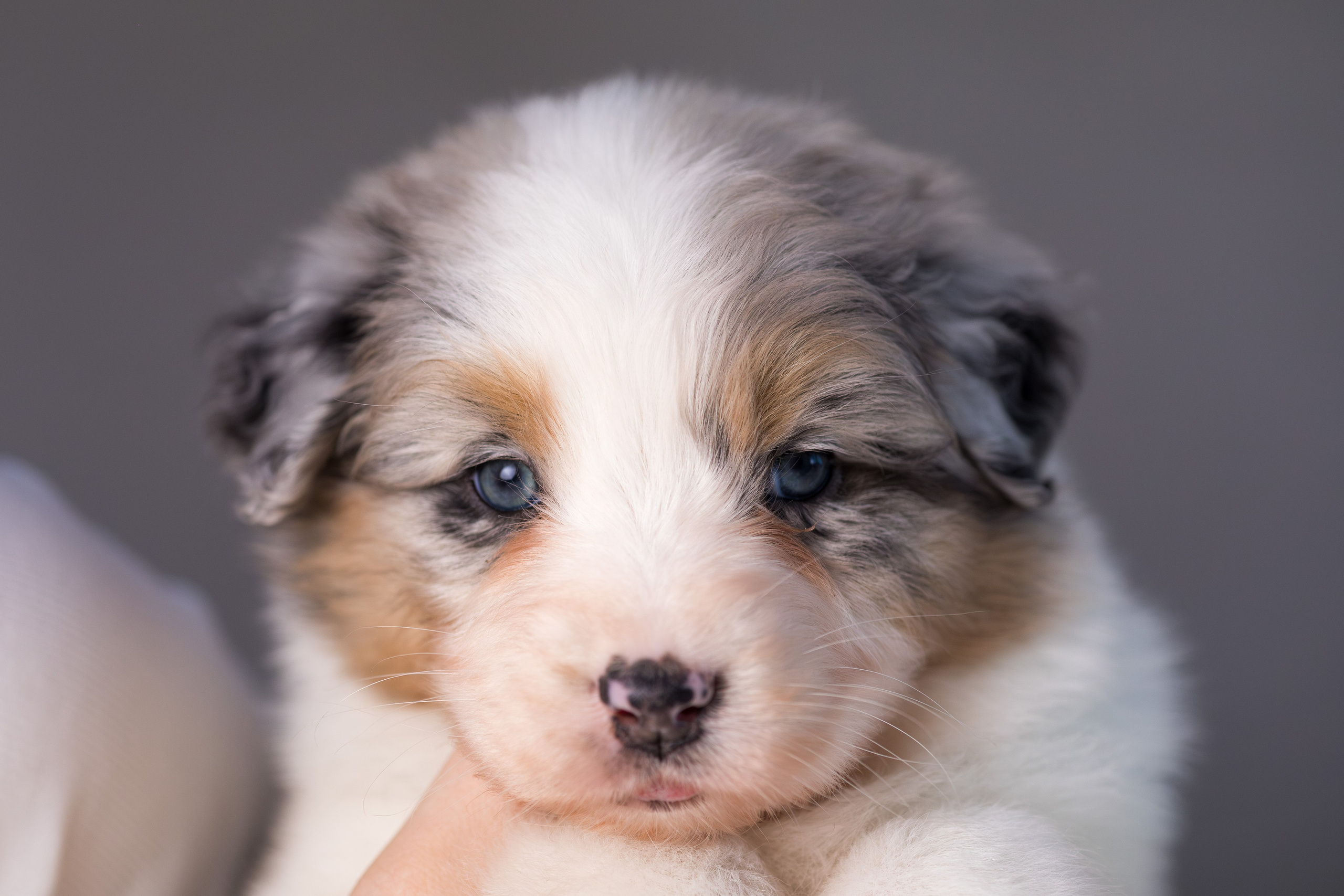 Щенки. Фотограф Яна Матвеева в Ижевске