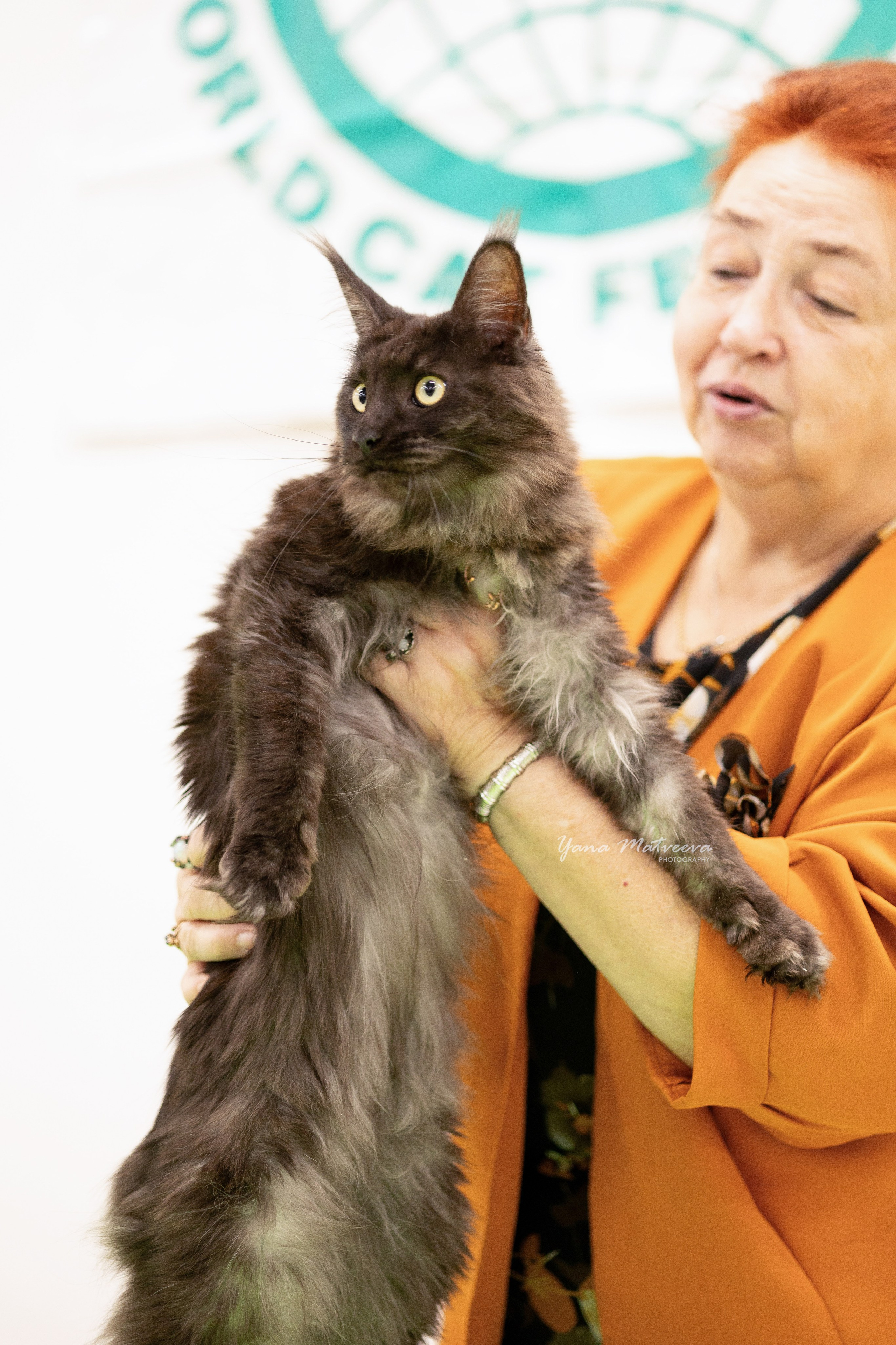 Кошки. Фотограф Яна Матвеева в Ижевске