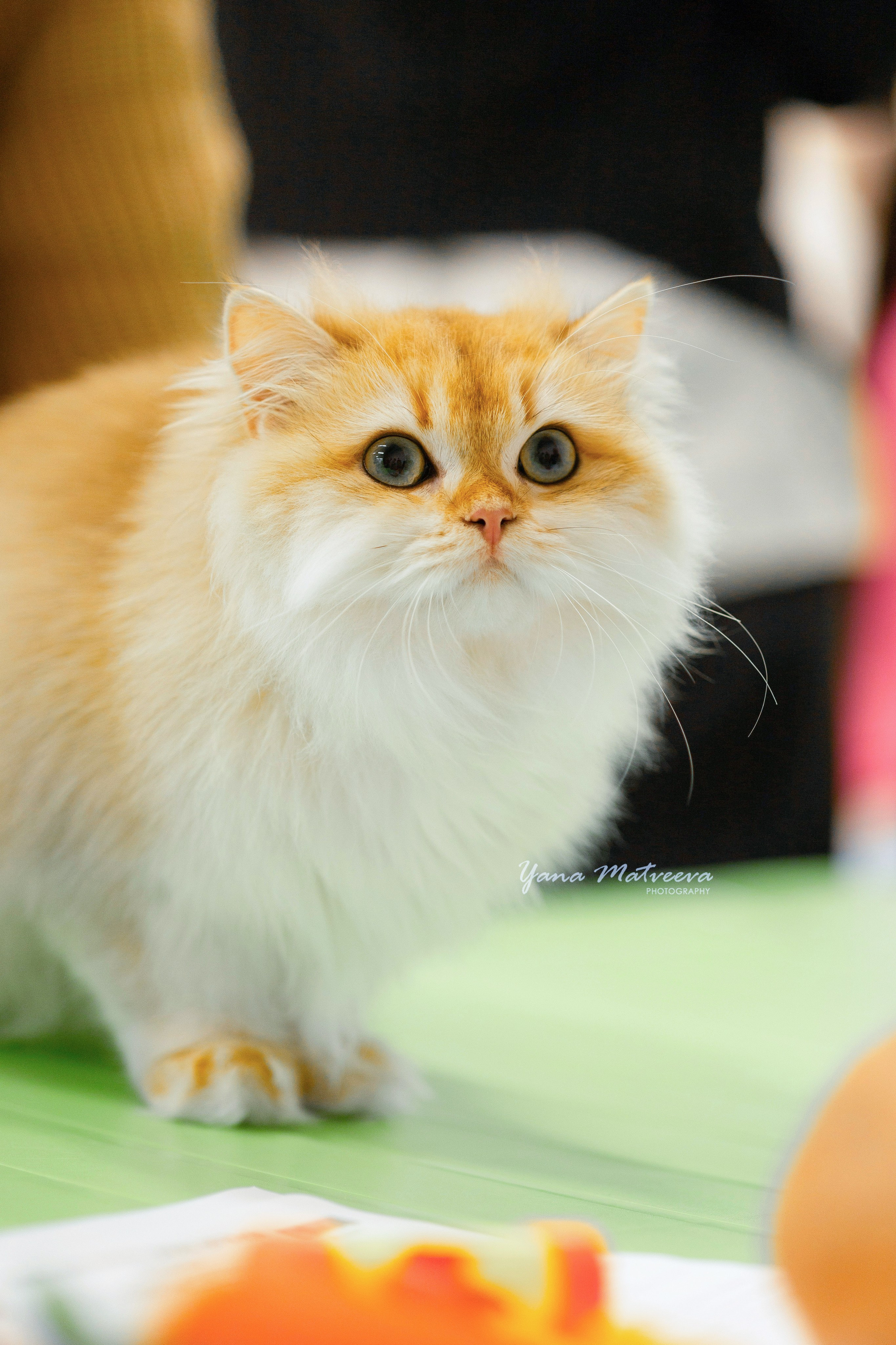 Кошки. Фотограф Яна Матвеева в Ижевске
