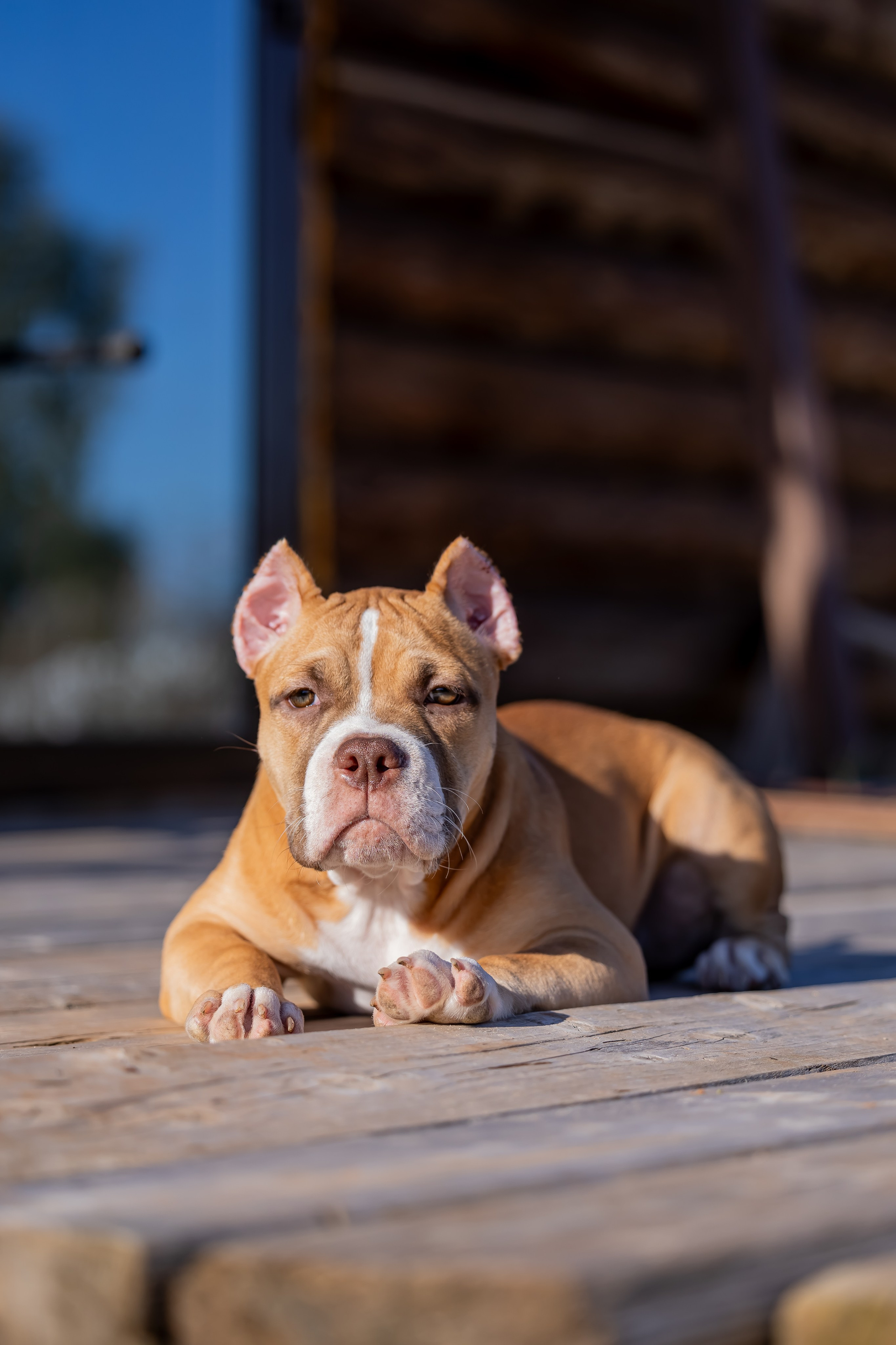 Щенки. Фотограф Яна Матвеева в Ижевске
