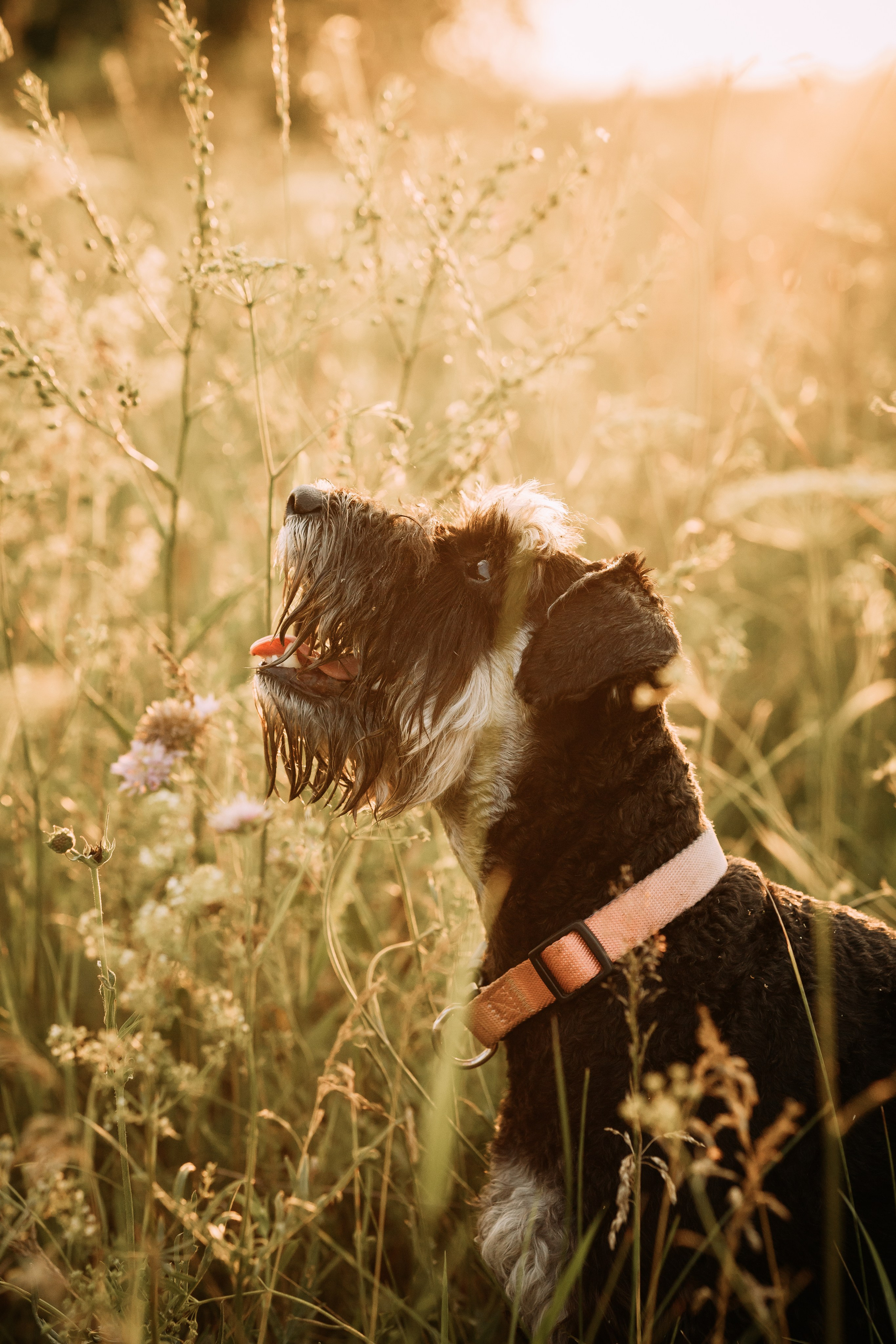 Фотопрогулка. Евгения и цвергшнауцер Ладушка. Фотограф Яна Матвеева в Ижевске