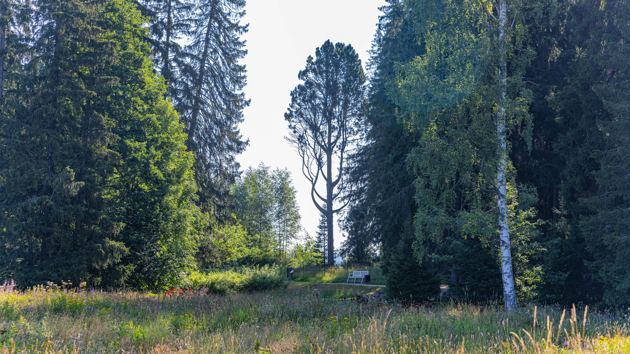 2025 07 Выборг — Сортавала — Великий Новгород — Псков. Фотографии