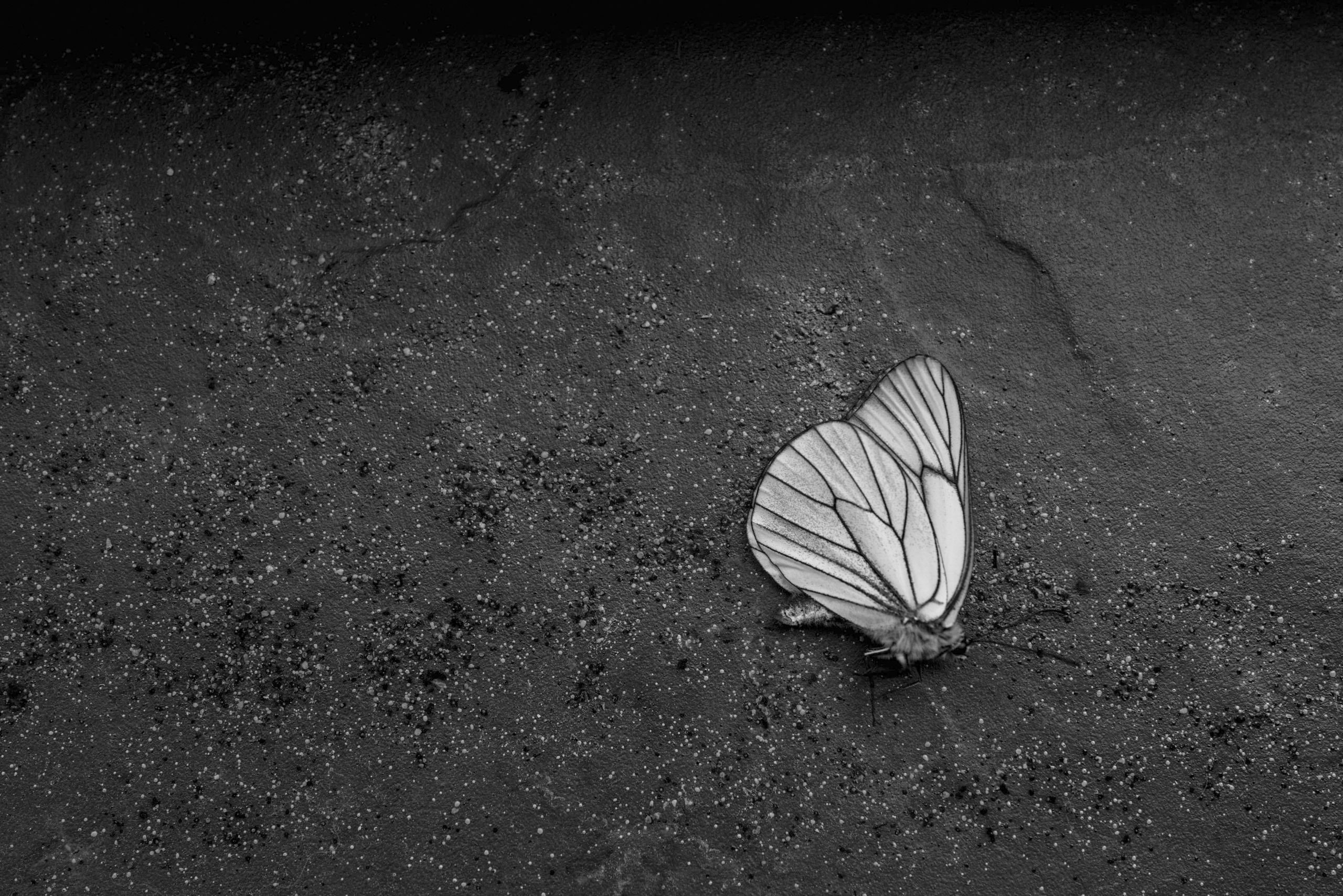 Мир тропы. Tatiana Mishchenko