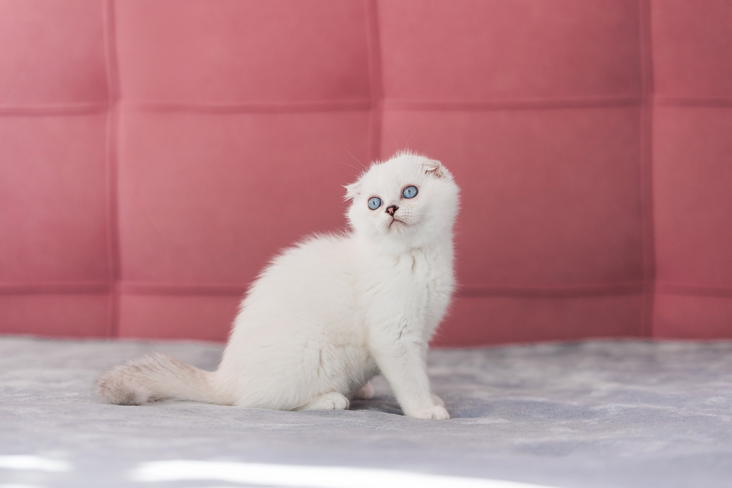 Питомец в кадре. Фотограф-анималист Анастасия Парфенова|Екатеринбург